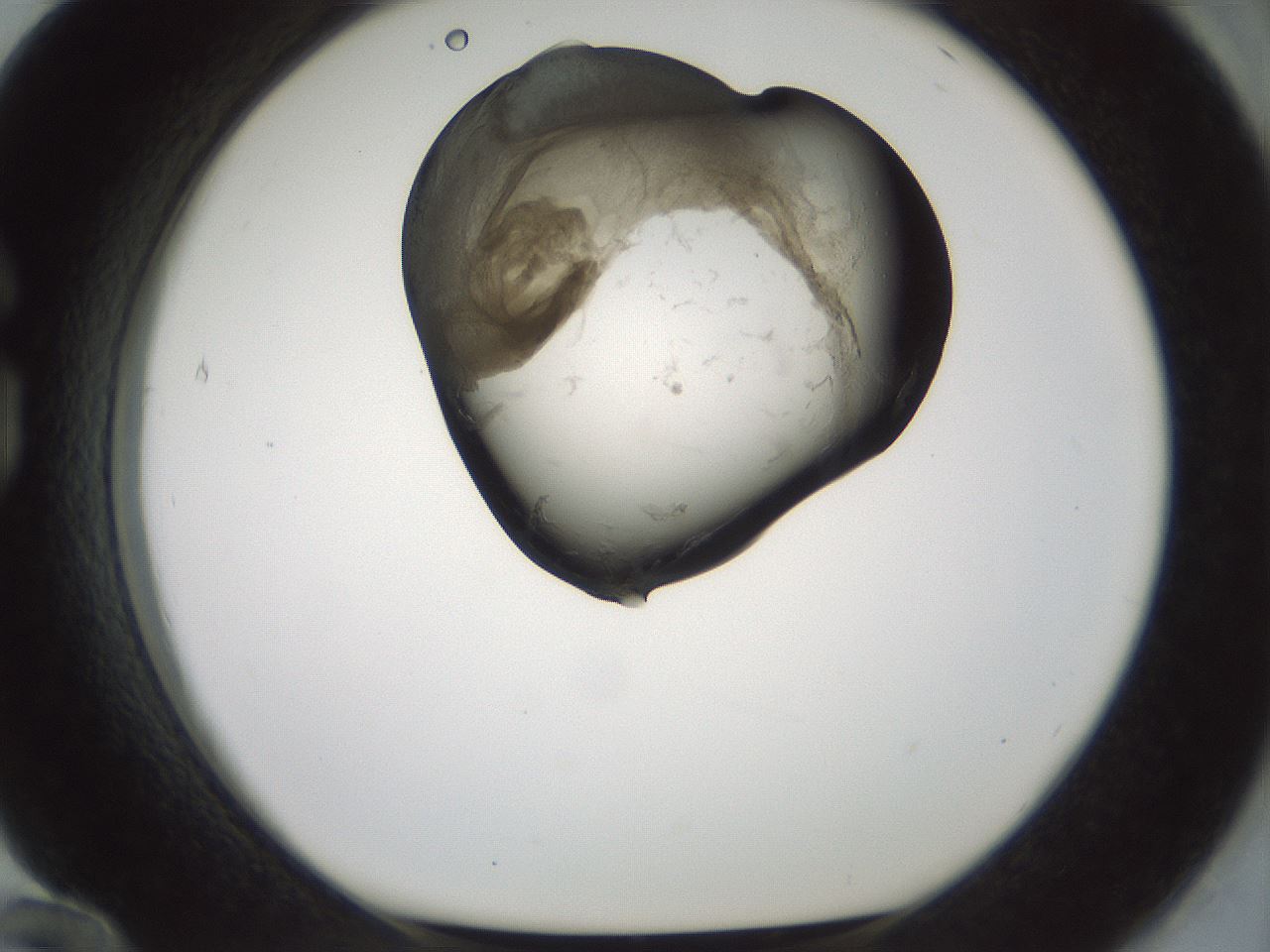 folderID229_plateID1229_batchID3781_wellNum84_profileID1_d1_r70483_ef.jpg
