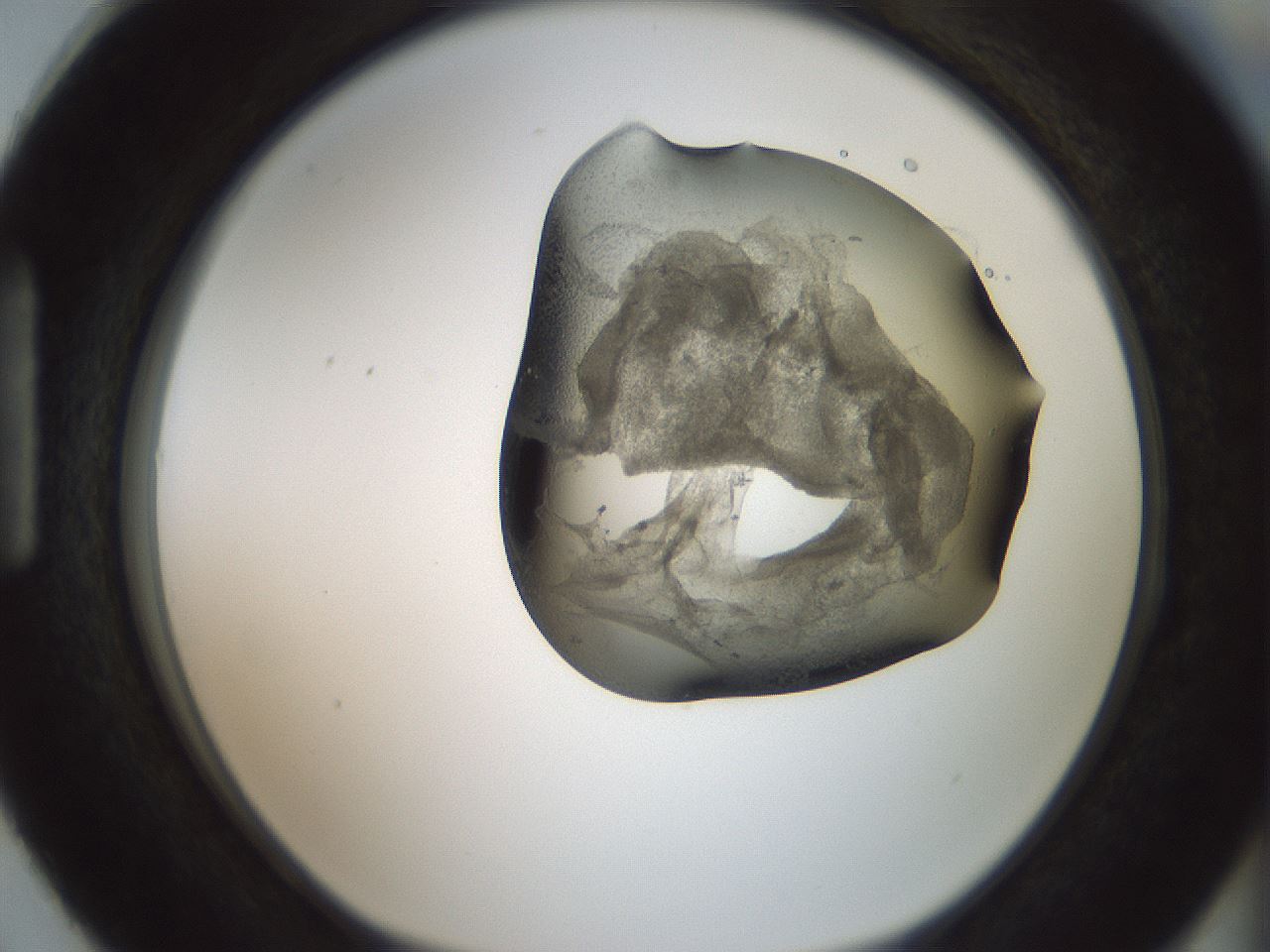 folderID229_plateID1229_batchID3781_wellNum87_profileID1_d1_r70486_ef.jpg