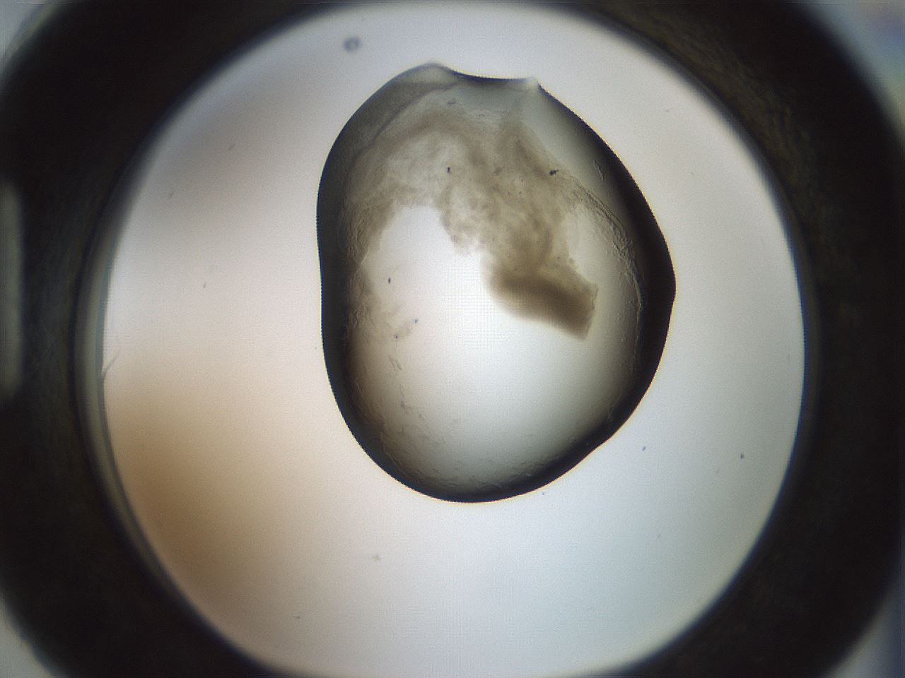folderID229_plateID1229_batchID3781_wellNum90_profileID1_d1_r70489_ef.jpg