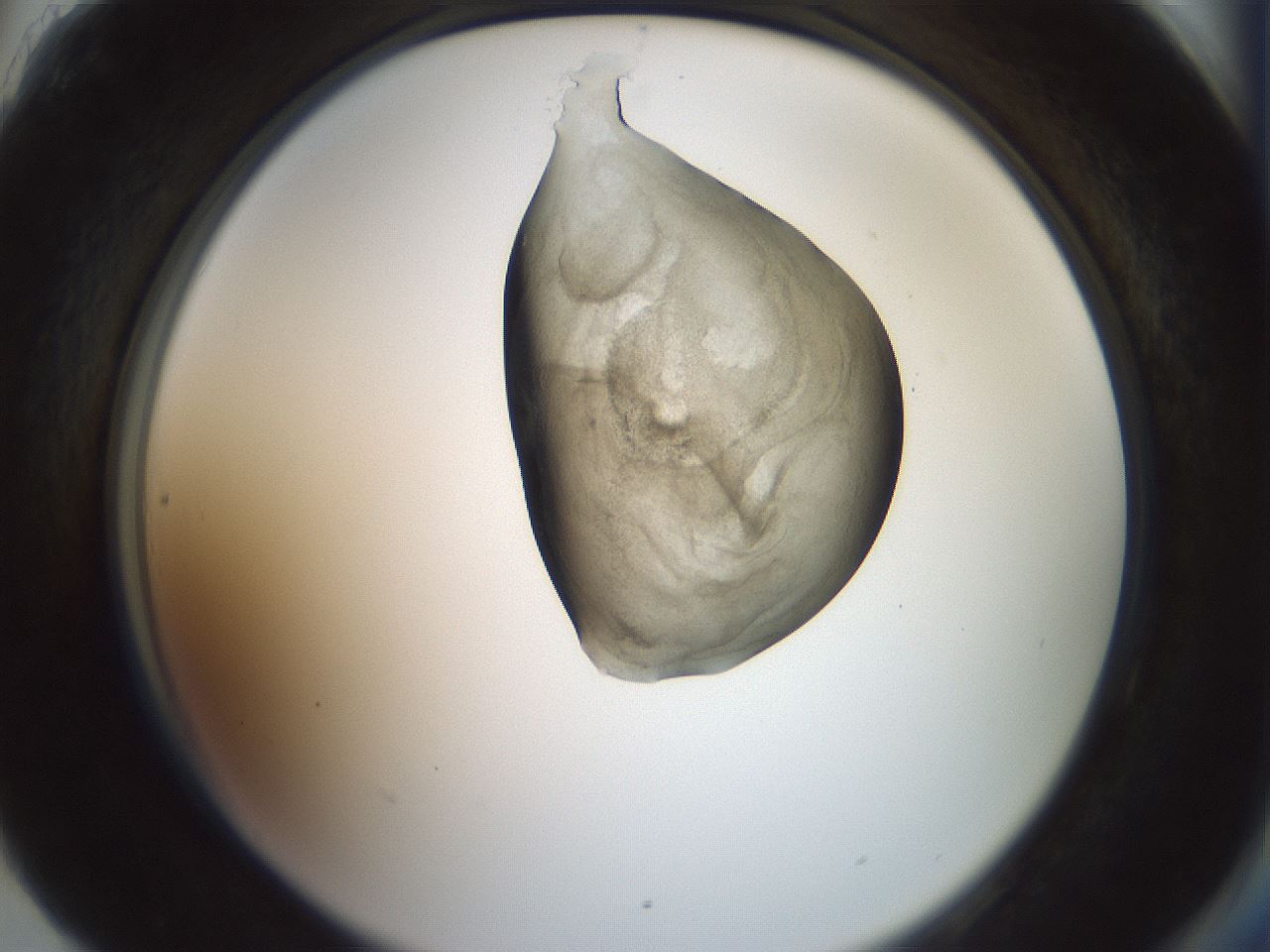 folderID229_plateID1229_batchID3781_wellNum90_profileID1_d2_r71643_ef.jpg