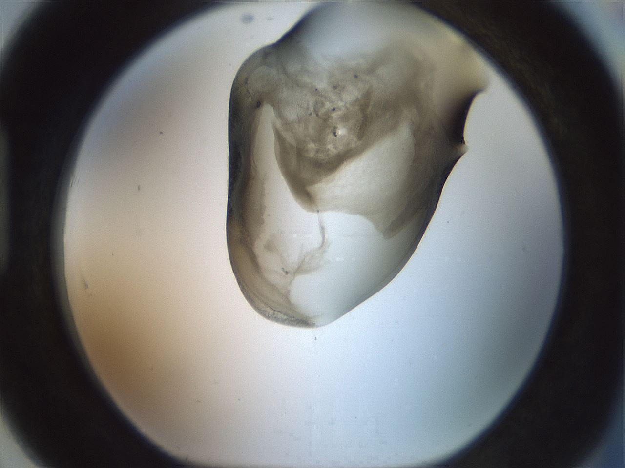 folderID229_plateID1229_batchID3781_wellNum91_profileID1_d1_r70490_ef.jpg
