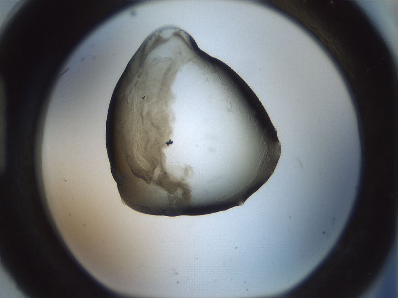 folderID229_plateID1229_batchID3781_wellNum92_profileID1_d1_r70491_ef.jpg