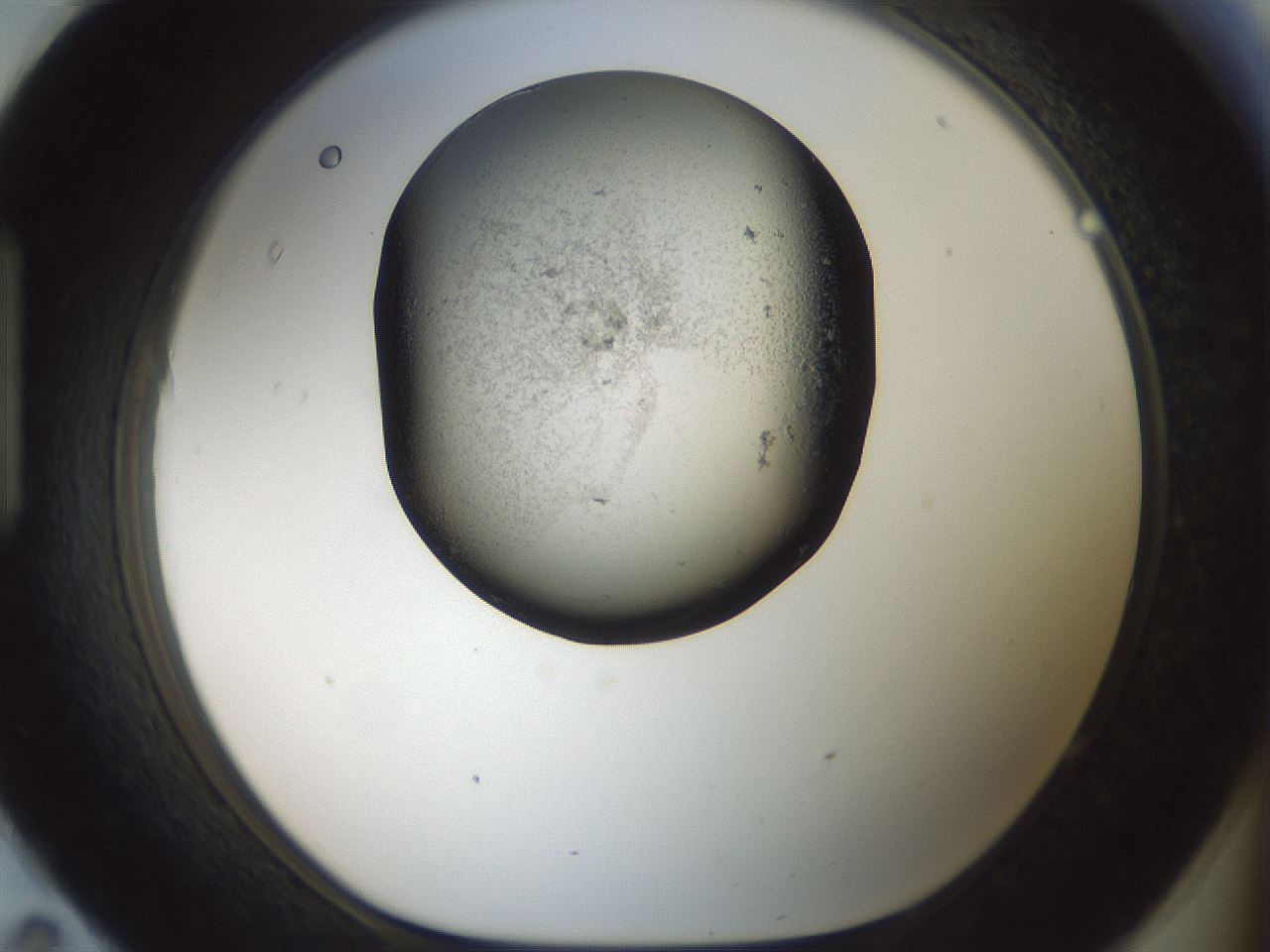 folderID229_plateID1229_batchID3781_wellNum95_profileID1_d1_r70494_ef.jpg