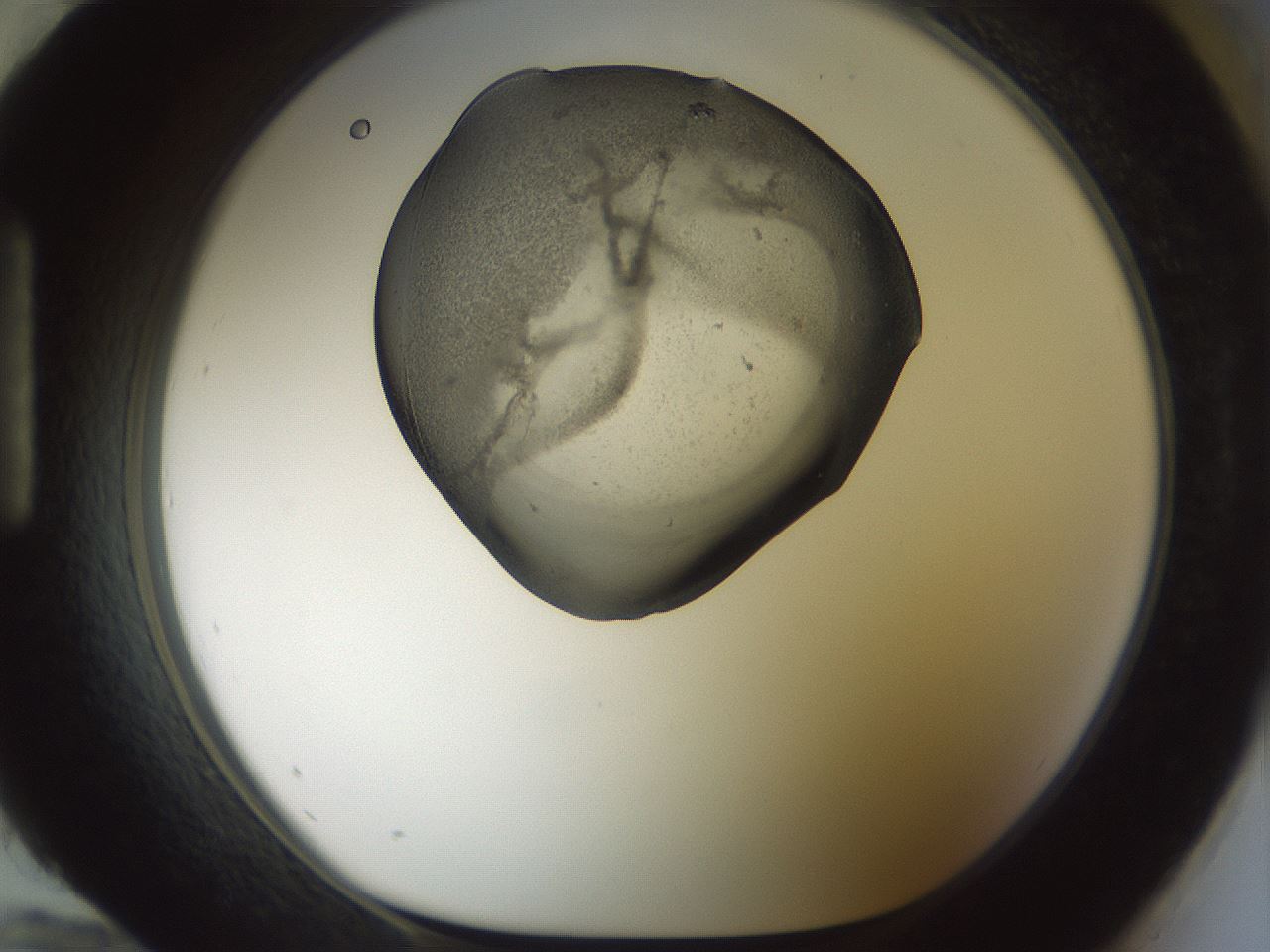 folderID229_plateID1229_batchID3781_wellNum96_profileID1_d1_r70495_ef.jpg
