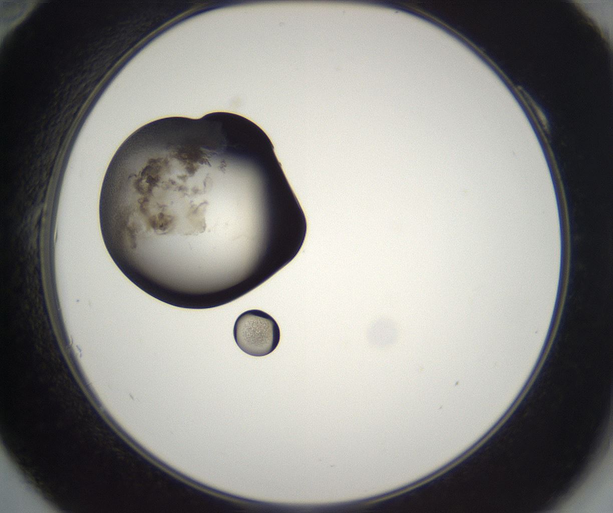folderID229_plateID2229_batchID10100_wellNum10_profileID1_d2_r154094_ef.jpg