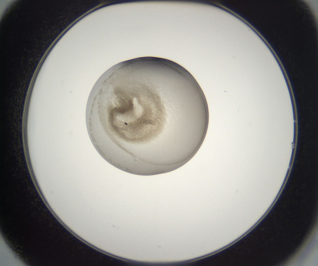 folderID229_plateID2229_batchID10100_wellNum14_profileID1_d2_r154102_ef.jpg