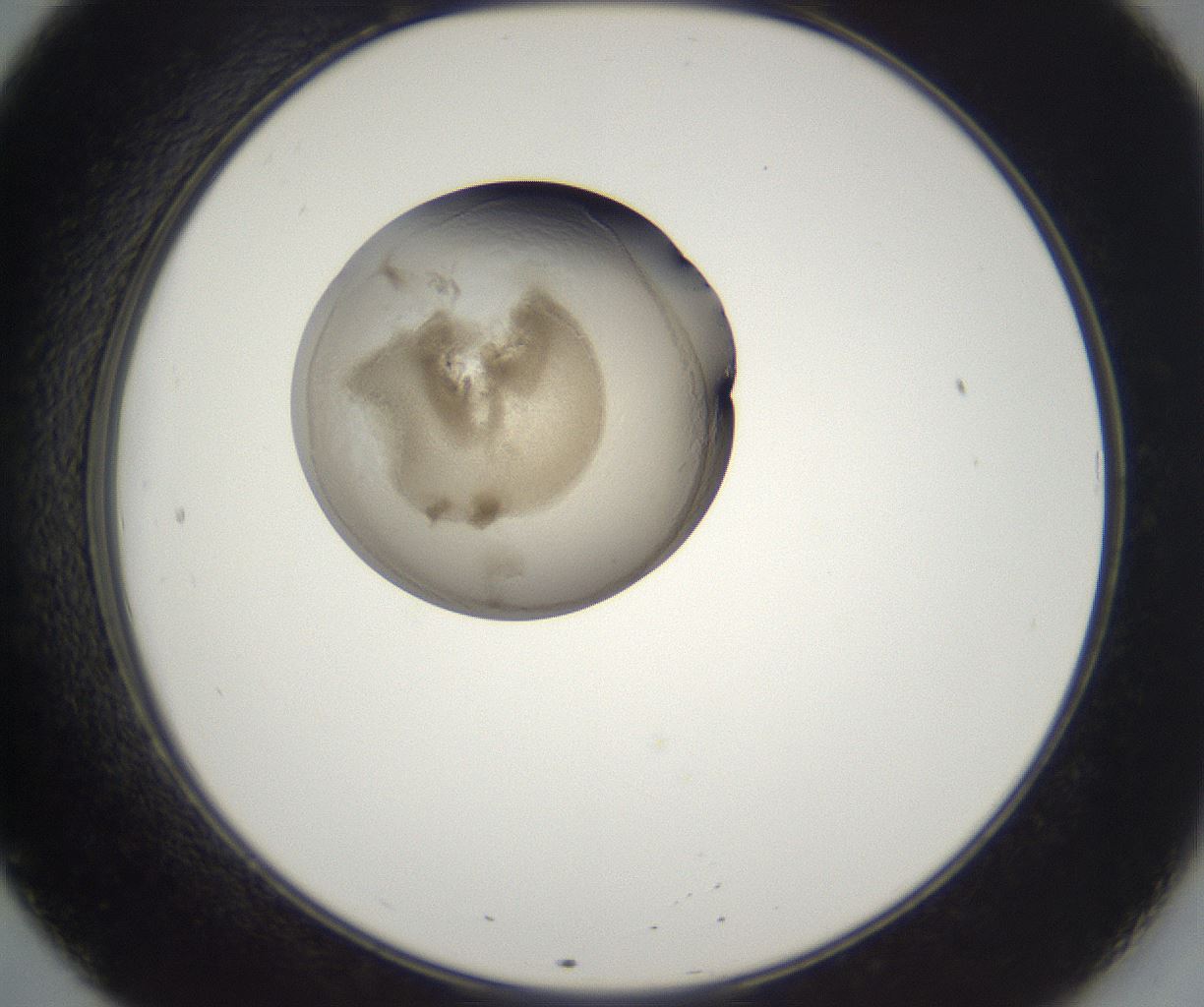 folderID229_plateID2229_batchID10100_wellNum20_profileID1_d2_r154114_ef.jpg