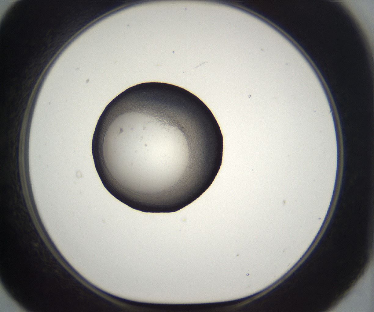 folderID229_plateID2229_batchID10100_wellNum21_profileID1_d1_r154115_ef.jpg