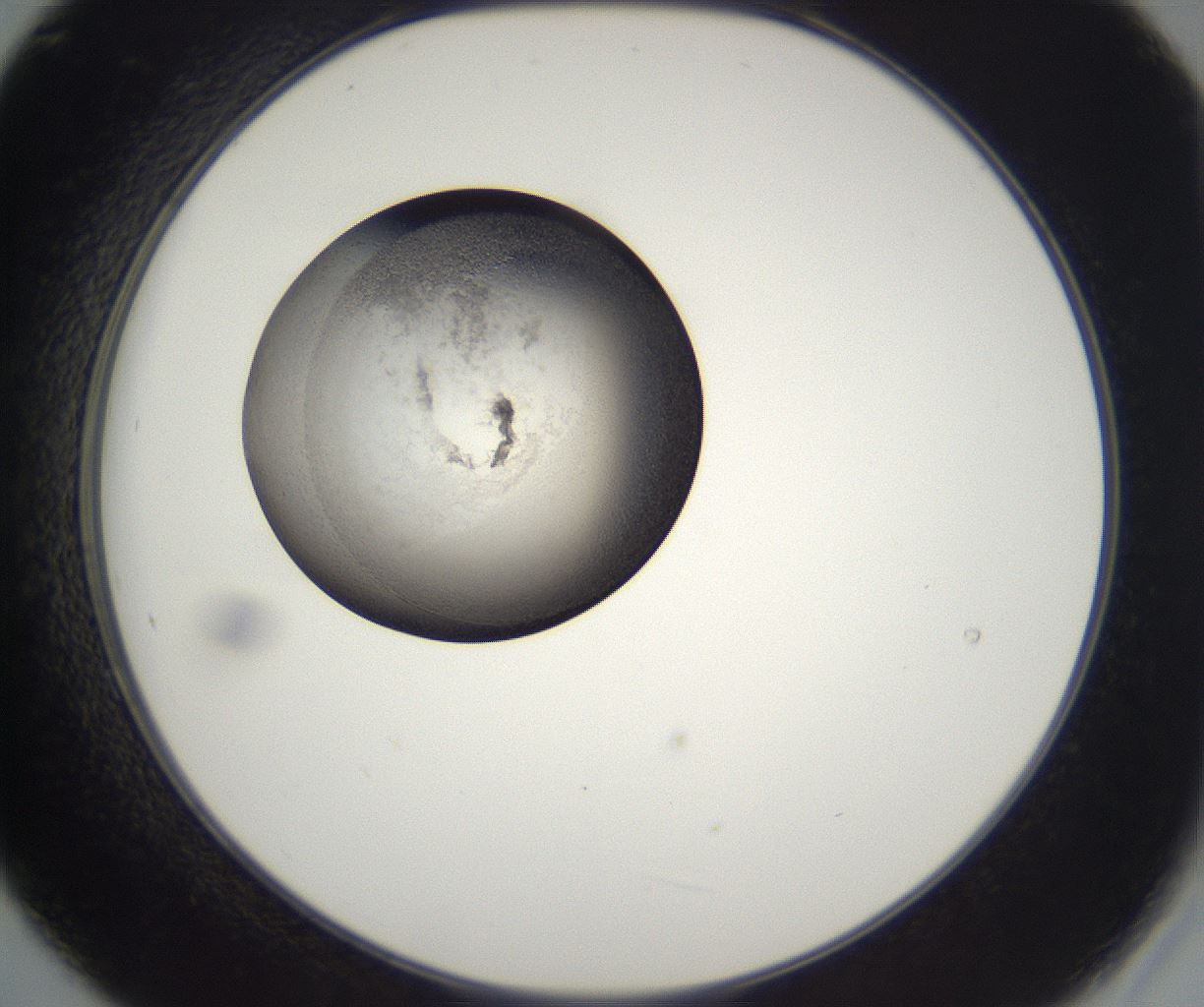 folderID229_plateID2229_batchID10100_wellNum21_profileID1_d2_r154116_ef.jpg
