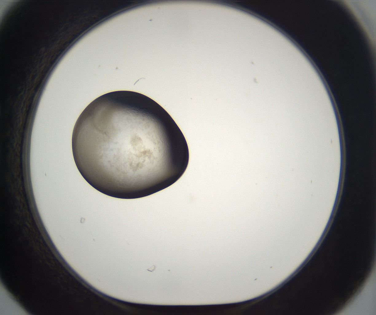 folderID229_plateID2229_batchID10100_wellNum30_profileID1_d1_r154133_ef.jpg