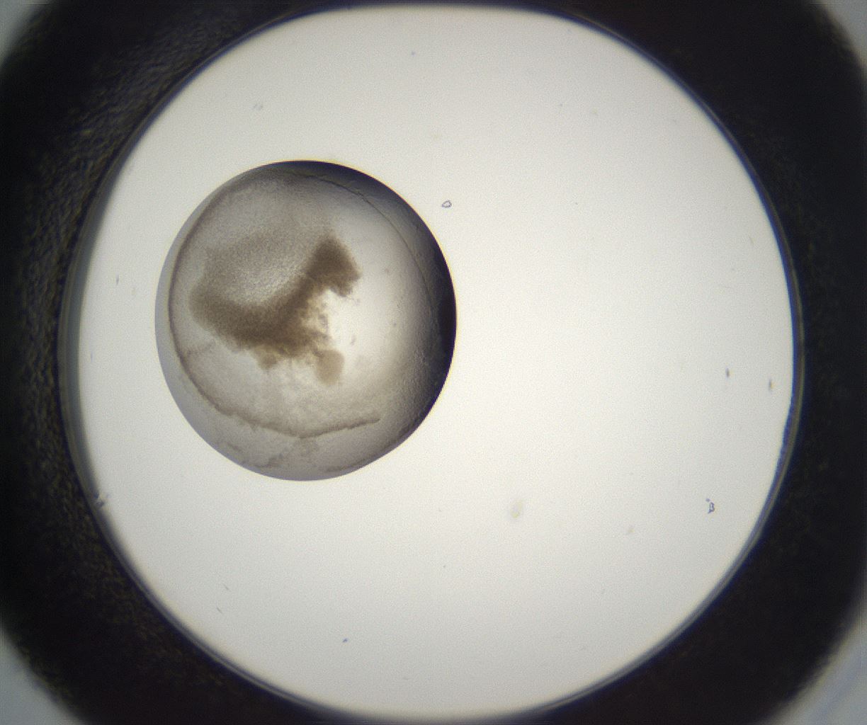 folderID229_plateID2229_batchID10100_wellNum30_profileID1_d2_r154134_ef.jpg