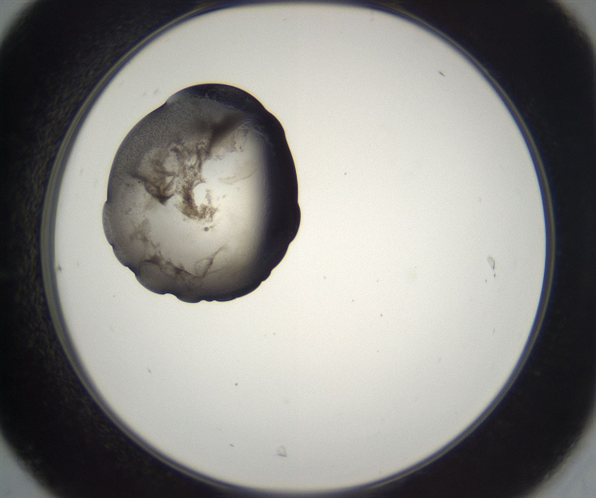 folderID229_plateID2229_batchID10100_wellNum31_profileID1_d2_r154136_ef.jpg