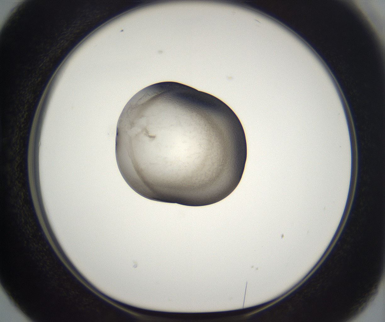 folderID229_plateID2229_batchID10100_wellNum38_profileID1_d1_r154149_ef.jpg