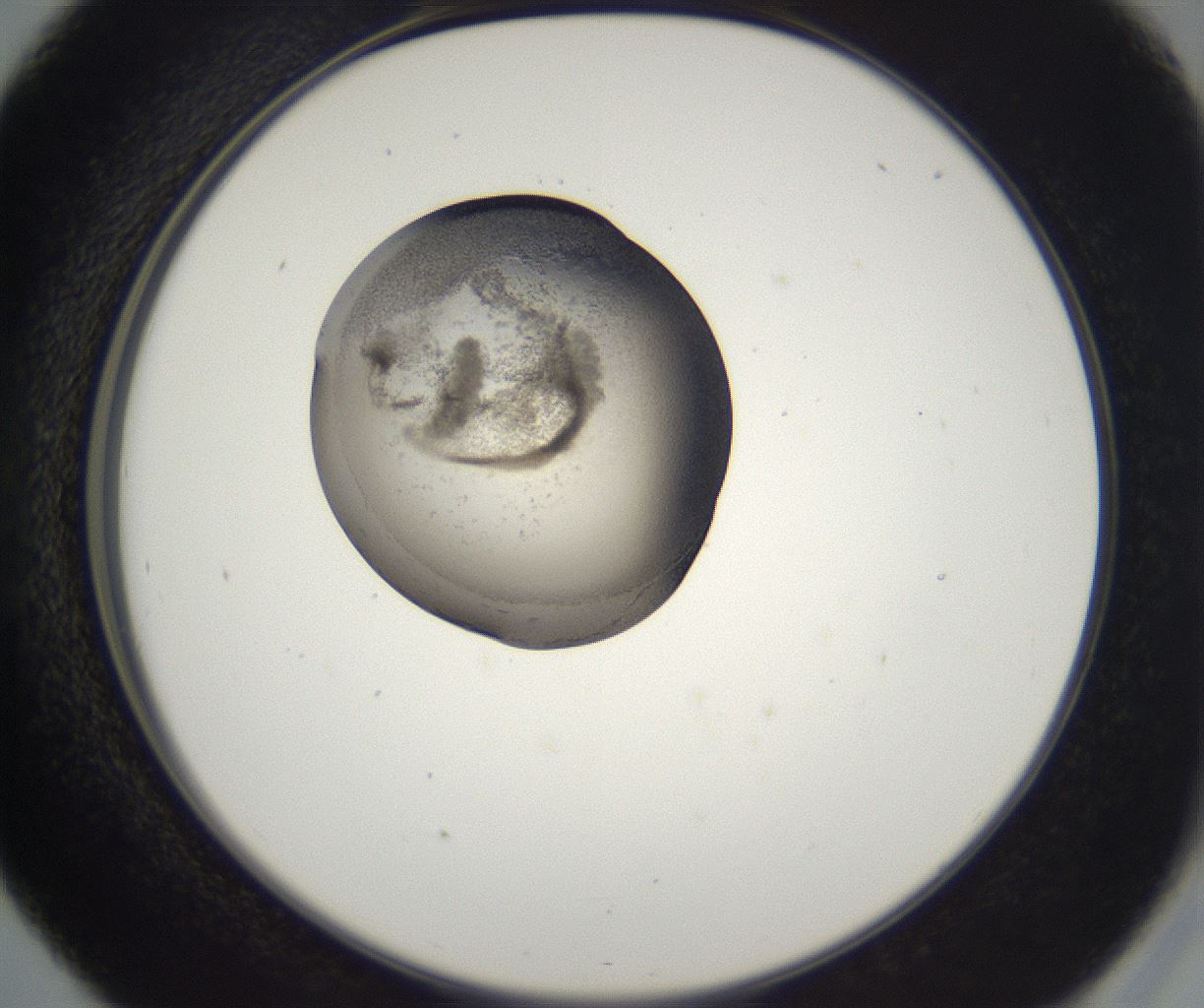 folderID229_plateID2229_batchID10100_wellNum41_profileID1_d2_r154156_ef.jpg