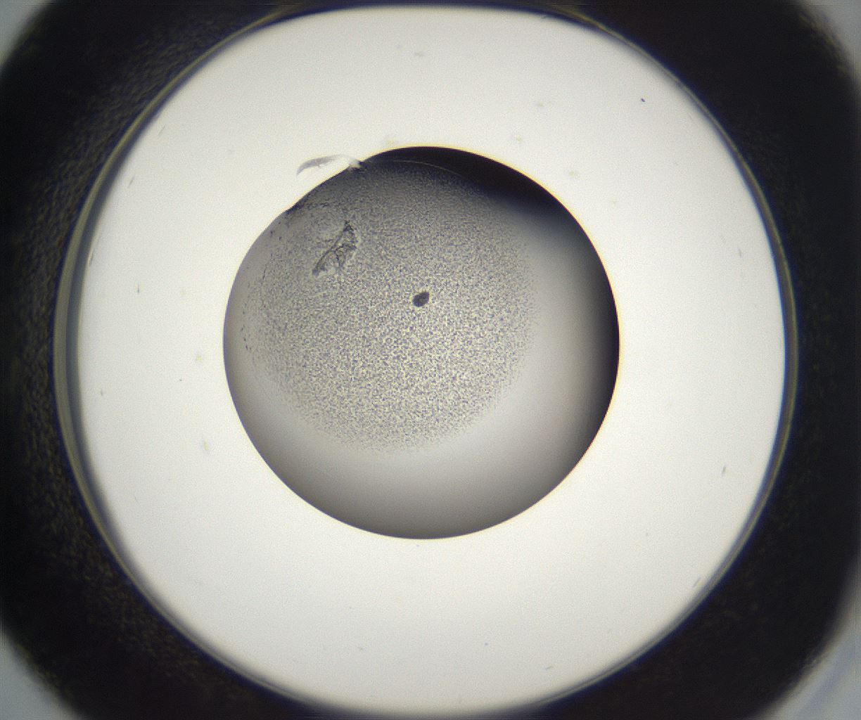 folderID229_plateID2229_batchID10100_wellNum42_profileID1_d2_r154158_ef.jpg