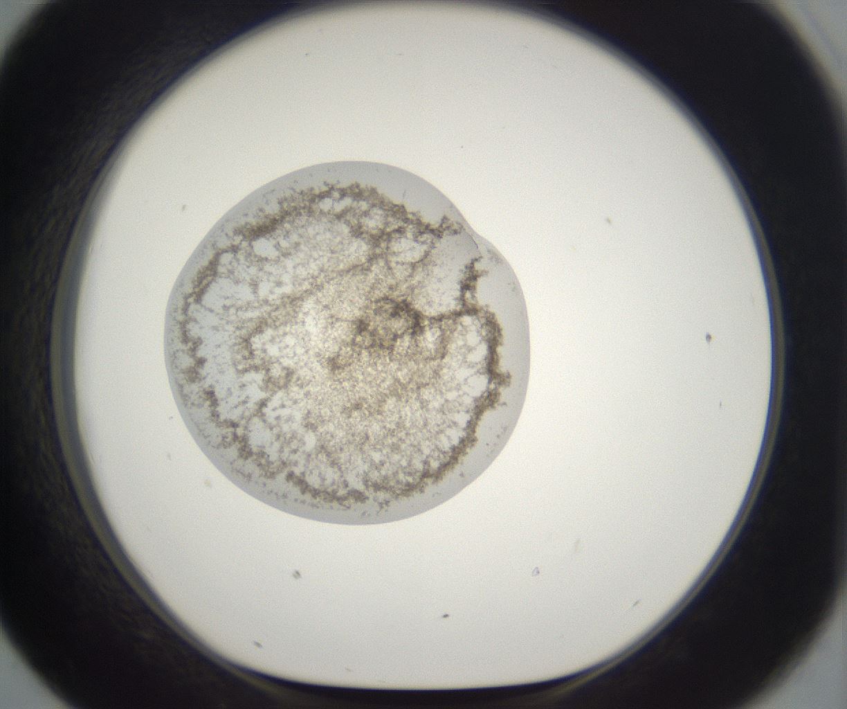 folderID229_plateID2229_batchID10100_wellNum43_profileID1_d1_r154159_ef.jpg