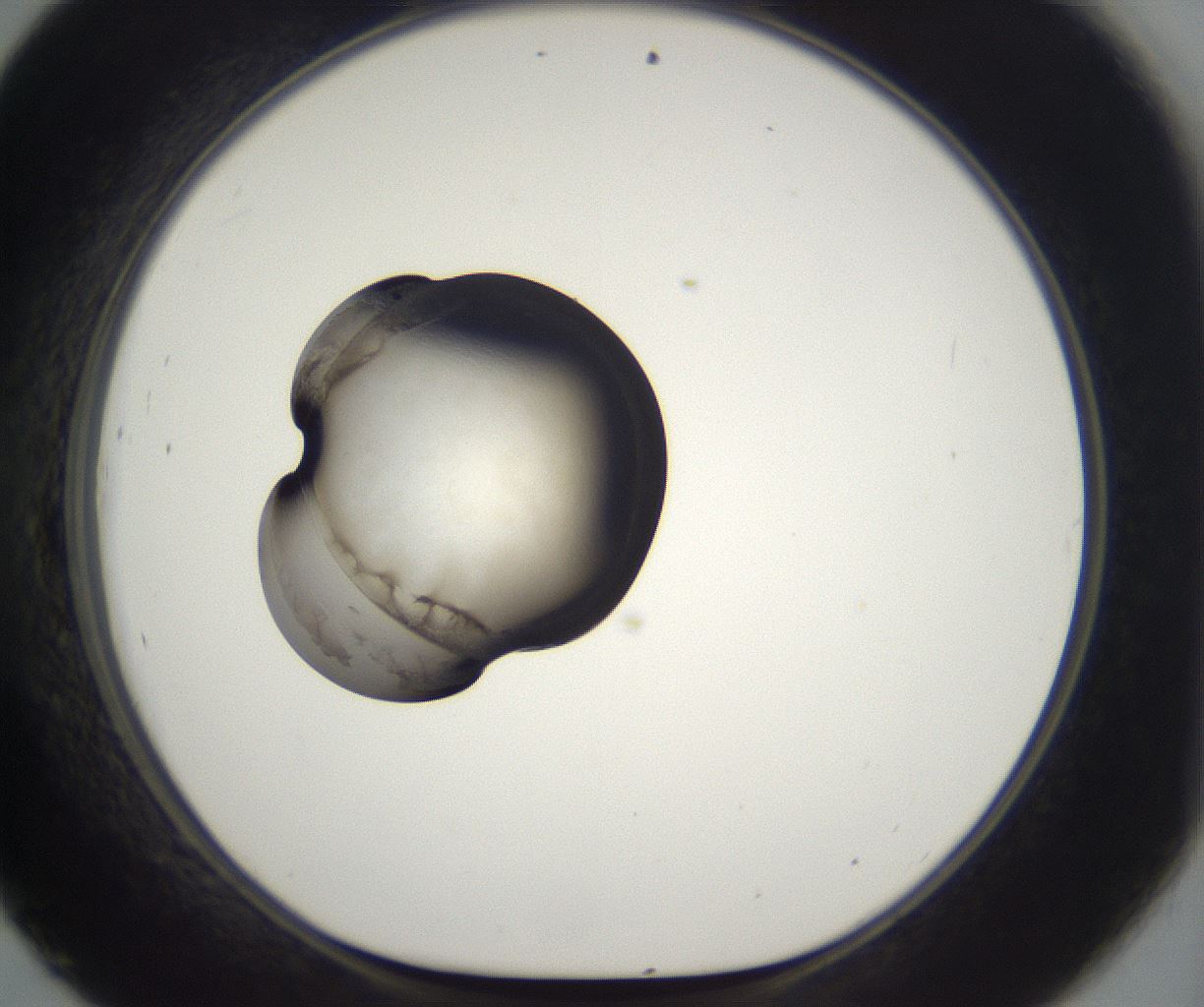 folderID229_plateID2229_batchID10100_wellNum45_profileID1_d1_r154163_ef.jpg