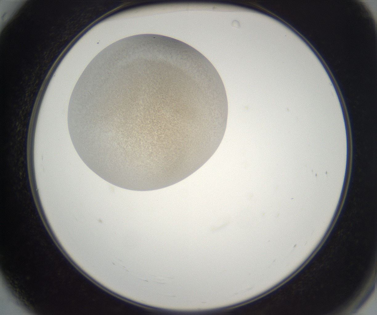 folderID229_plateID2229_batchID10100_wellNum4_profileID1_d2_r154082_ef.jpg