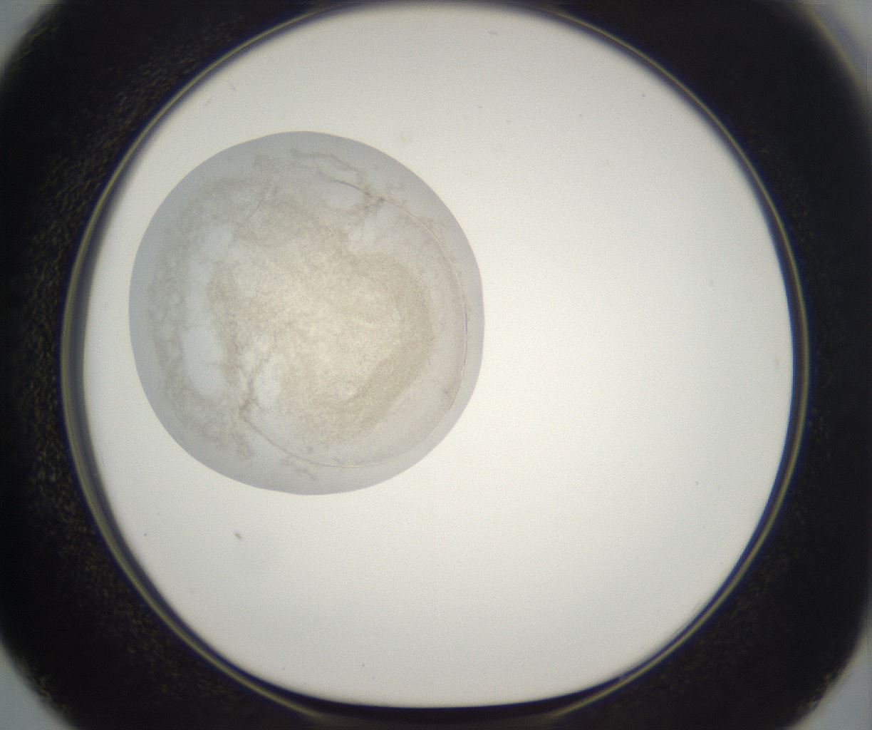 folderID229_plateID2229_batchID10100_wellNum50_profileID1_d1_r154173_ef.jpg