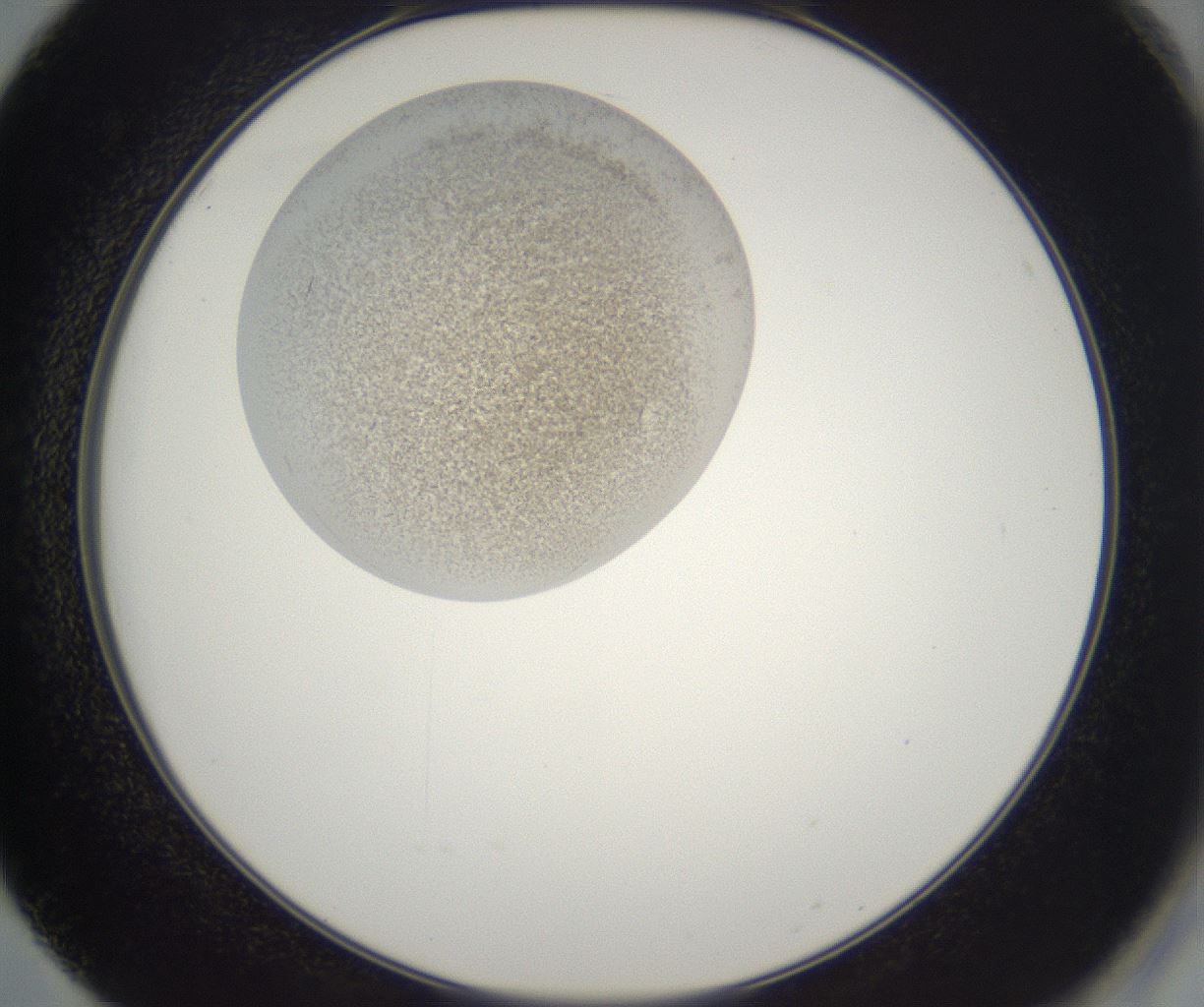 folderID229_plateID2229_batchID10100_wellNum50_profileID1_d2_r154174_ef.jpg