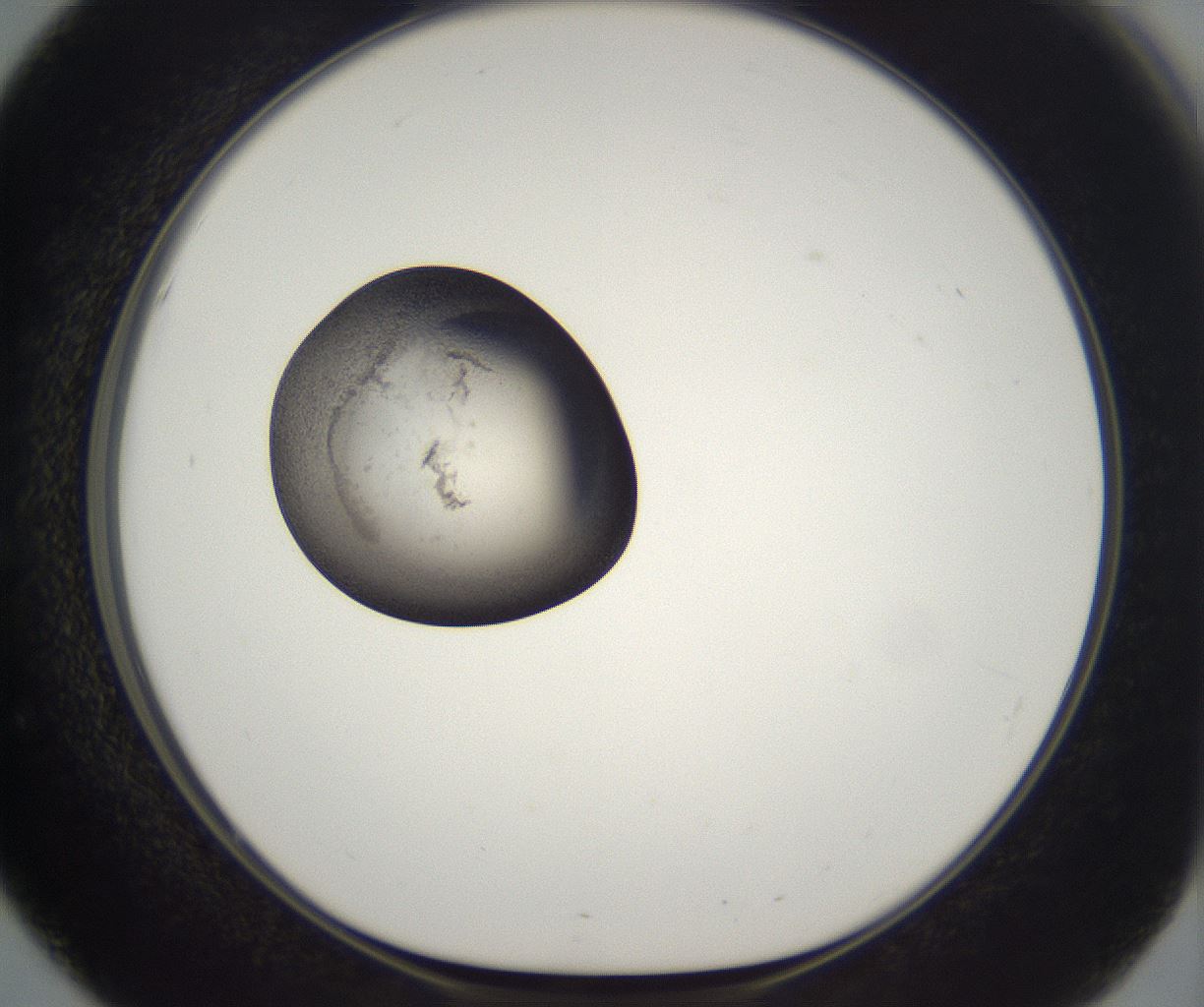 folderID229_plateID2229_batchID10100_wellNum51_profileID1_d1_r154175_ef.jpg