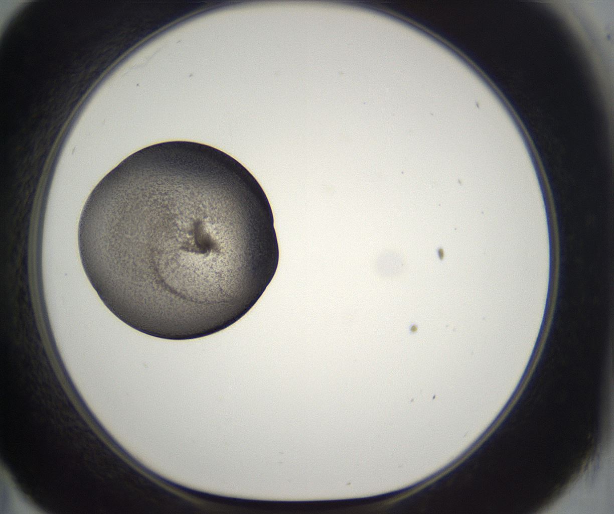 folderID229_plateID2229_batchID10100_wellNum35_profileID1_d1_r154143_ef.jpg