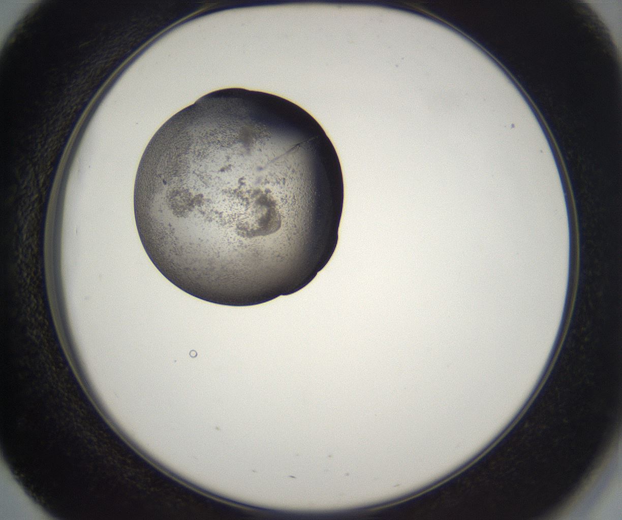 folderID229_plateID2229_batchID10100_wellNum51_profileID1_d2_r154176_ef.jpg