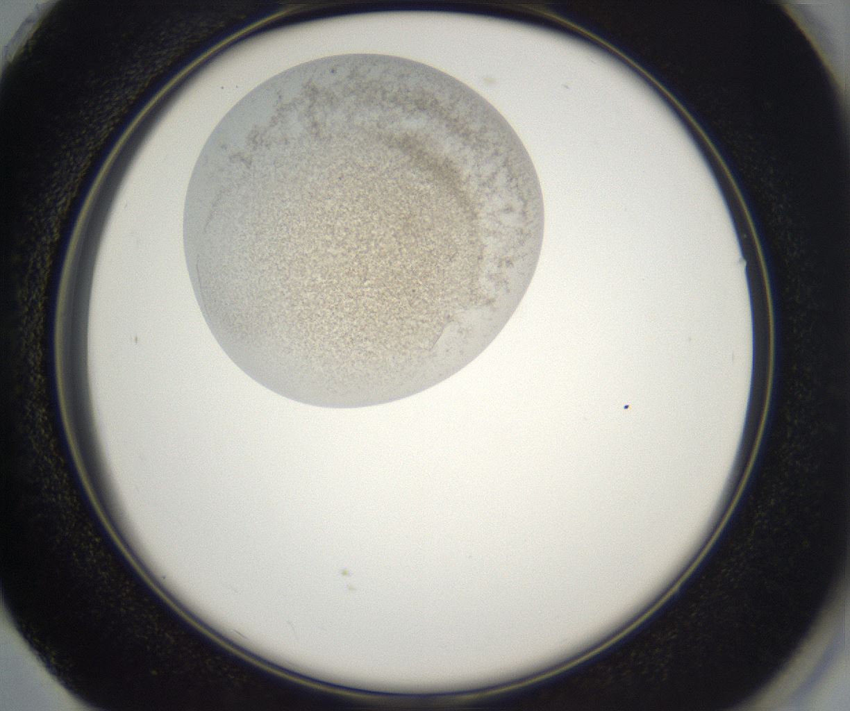 folderID229_plateID2229_batchID10100_wellNum73_profileID1_d2_r154220_ef.jpg