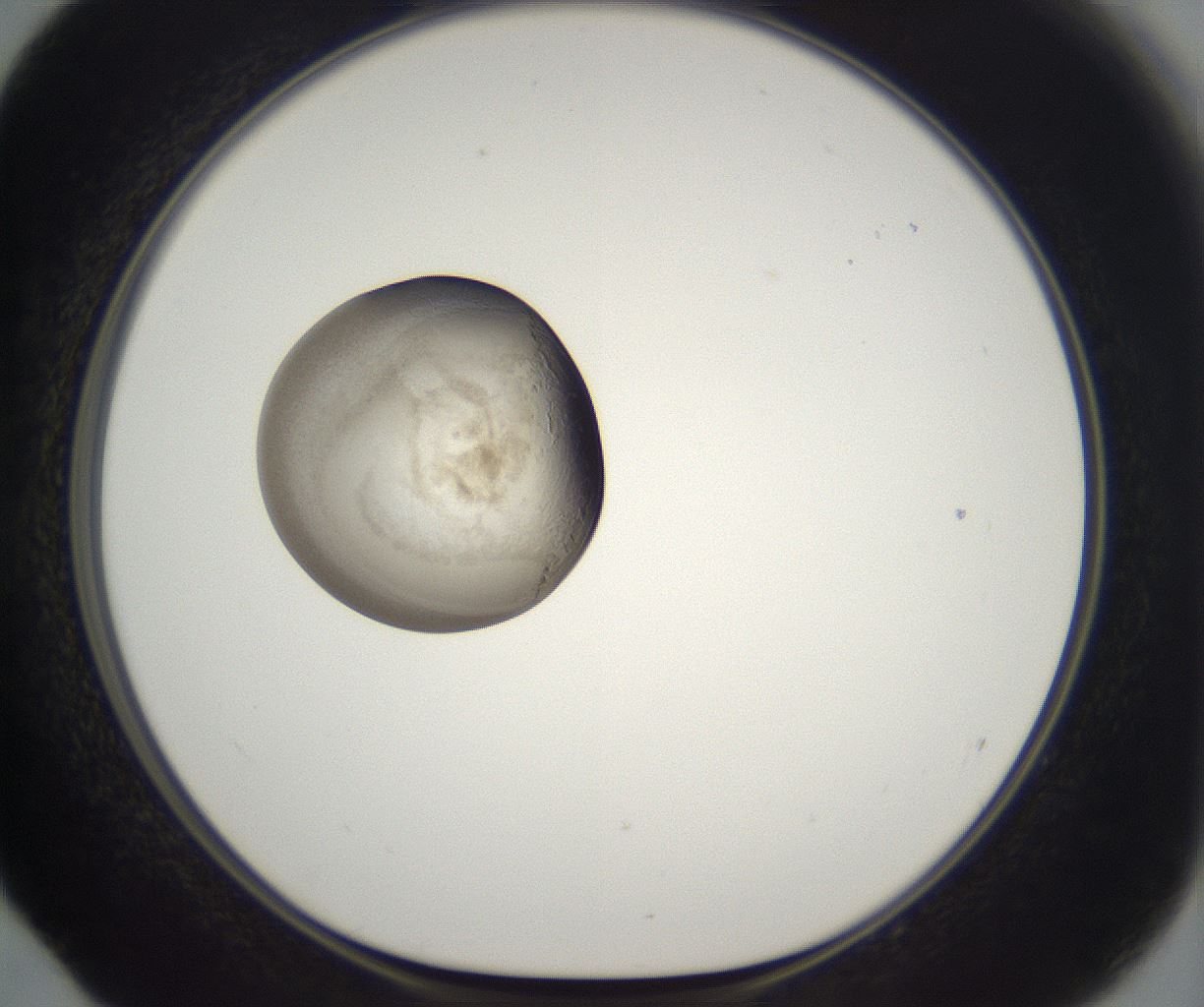 folderID229_plateID2229_batchID10100_wellNum52_profileID1_d1_r154177_ef.jpg