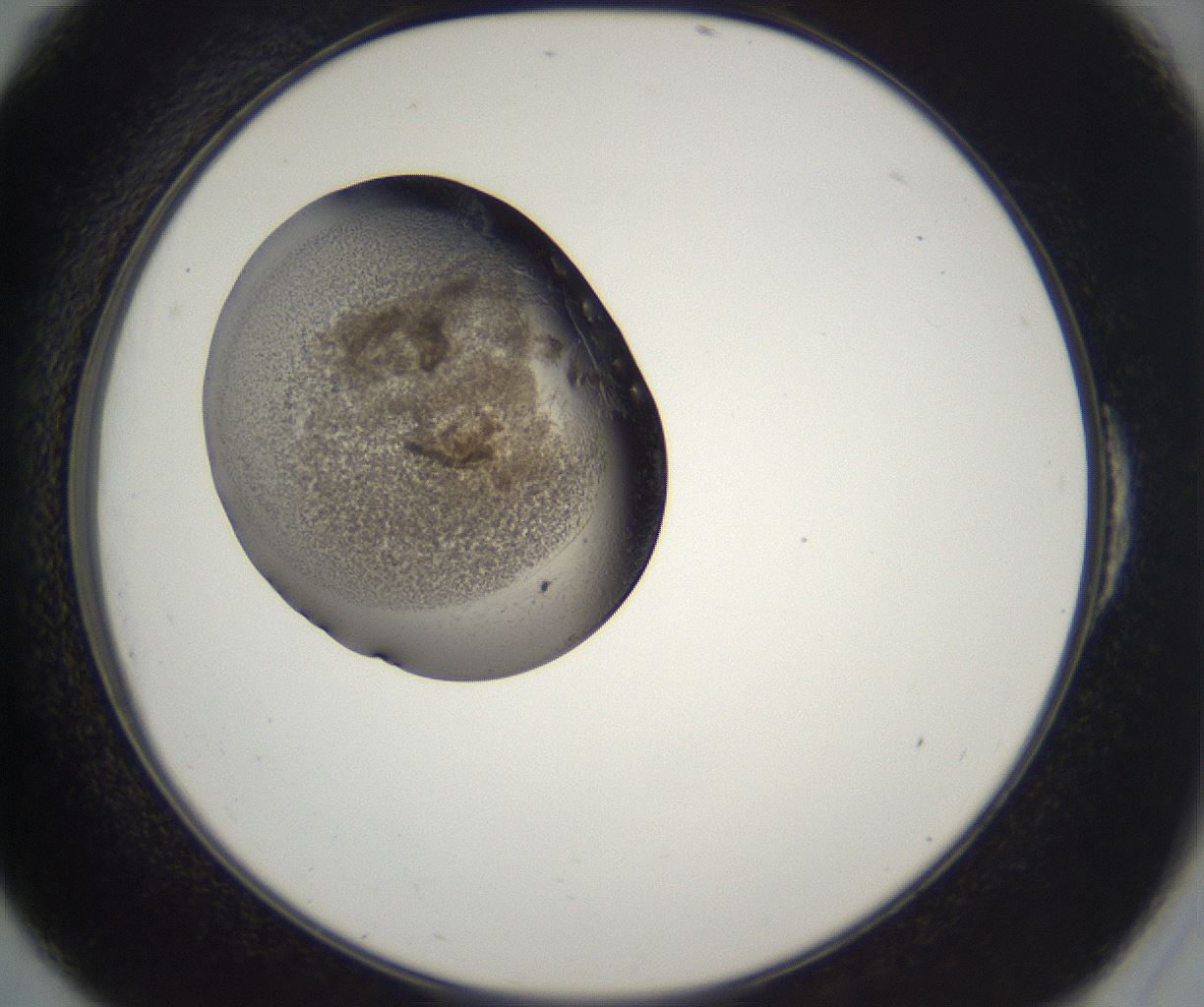 folderID229_plateID2229_batchID10100_wellNum54_profileID1_d2_r154182_ef.jpg