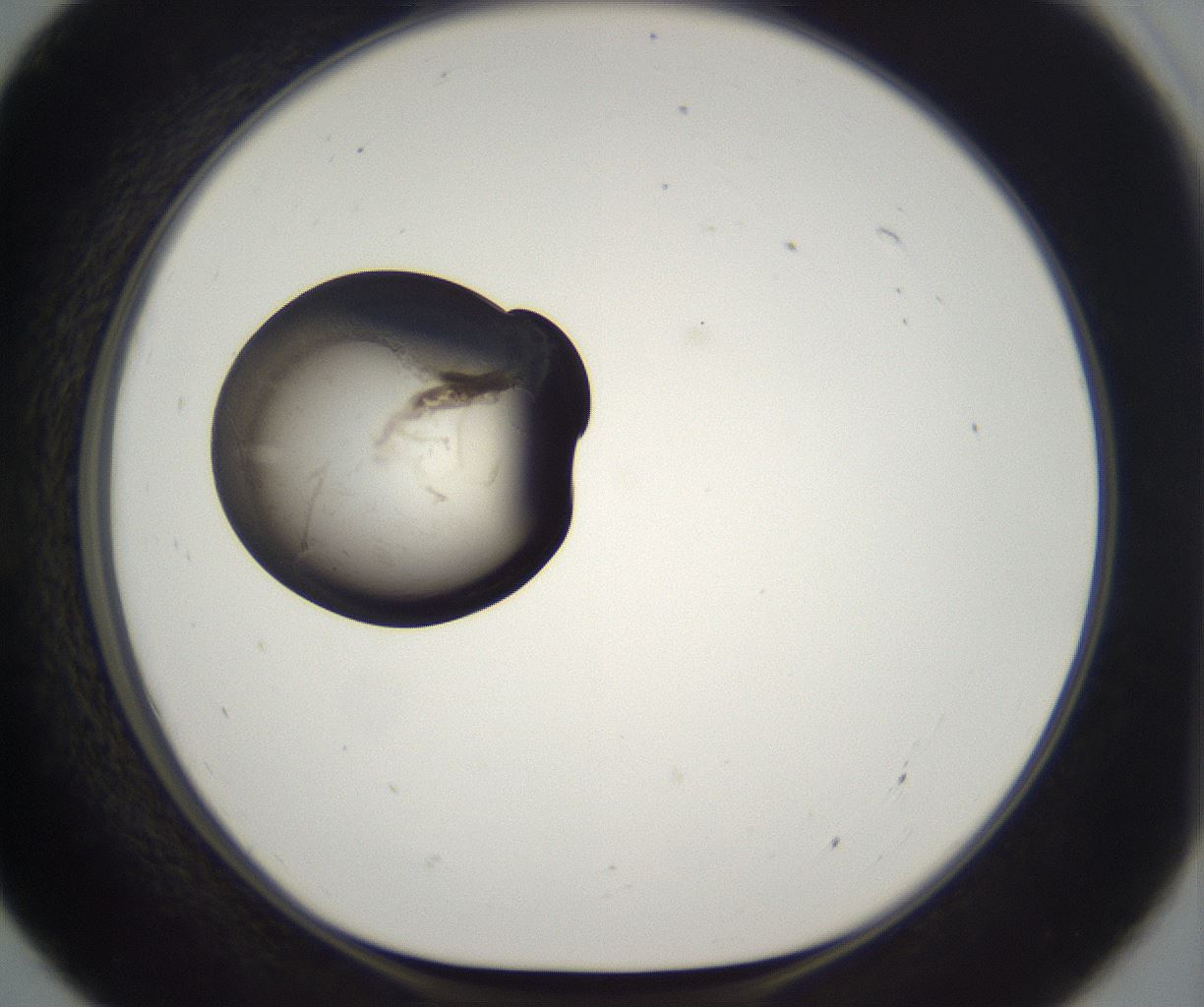 folderID229_plateID2229_batchID10100_wellNum55_profileID1_d1_r154183_ef.jpg