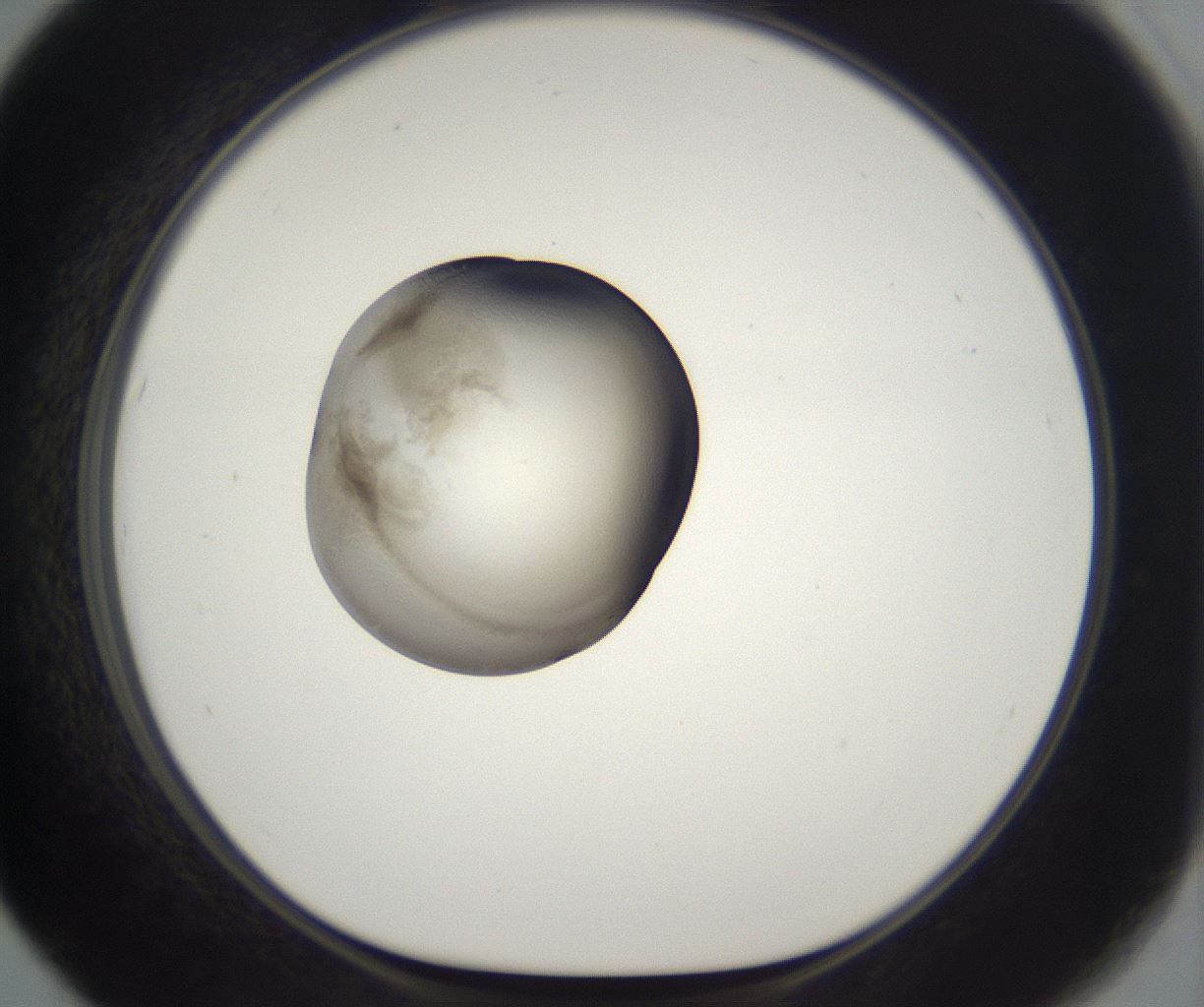 folderID229_plateID2229_batchID10100_wellNum67_profileID1_d1_r154207_ef.jpg