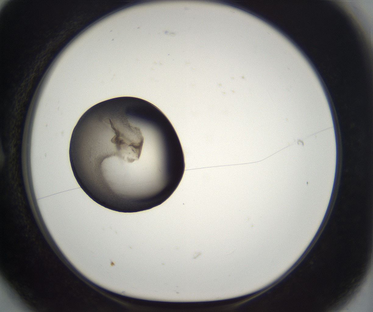 folderID229_plateID2229_batchID10100_wellNum6_profileID1_d1_r154085_ef.jpg