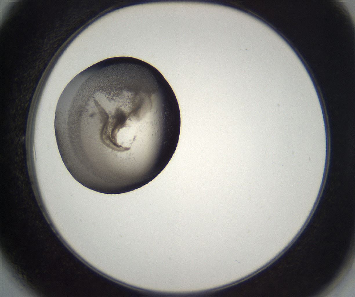 folderID229_plateID2229_batchID10100_wellNum6_profileID1_d2_r154086_ef.jpg