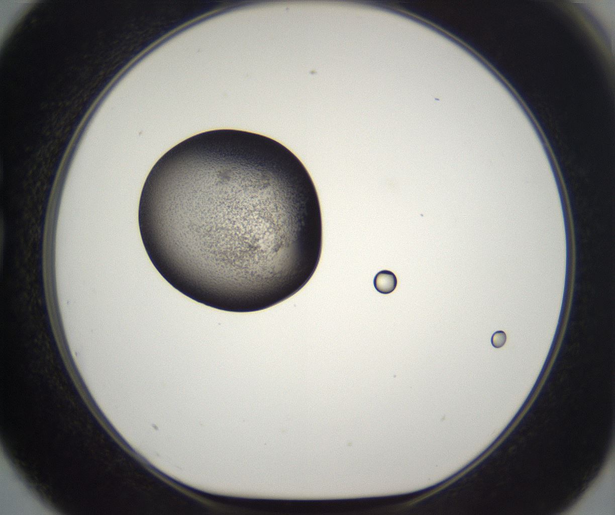 folderID229_plateID2229_batchID10100_wellNum75_profileID1_d1_r154223_ef.jpg