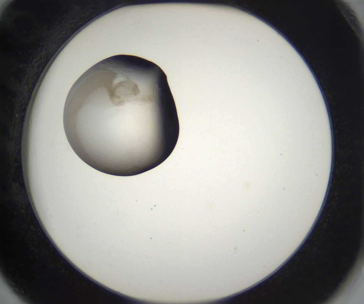 folderID229_plateID2229_batchID10100_wellNum78_profileID1_d2_r154230_ef.jpg