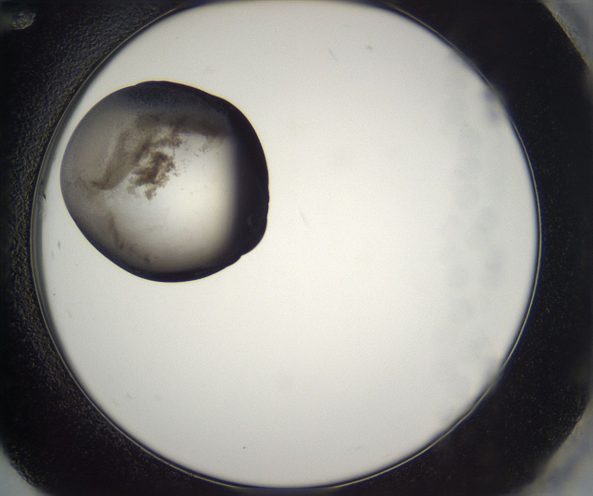 folderID229_plateID2229_batchID10100_wellNum84_profileID1_d2_r154242_ef.jpg