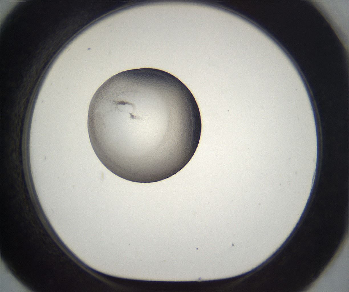 folderID229_plateID2229_batchID10100_wellNum93_profileID1_d1_r154259_ef.jpg