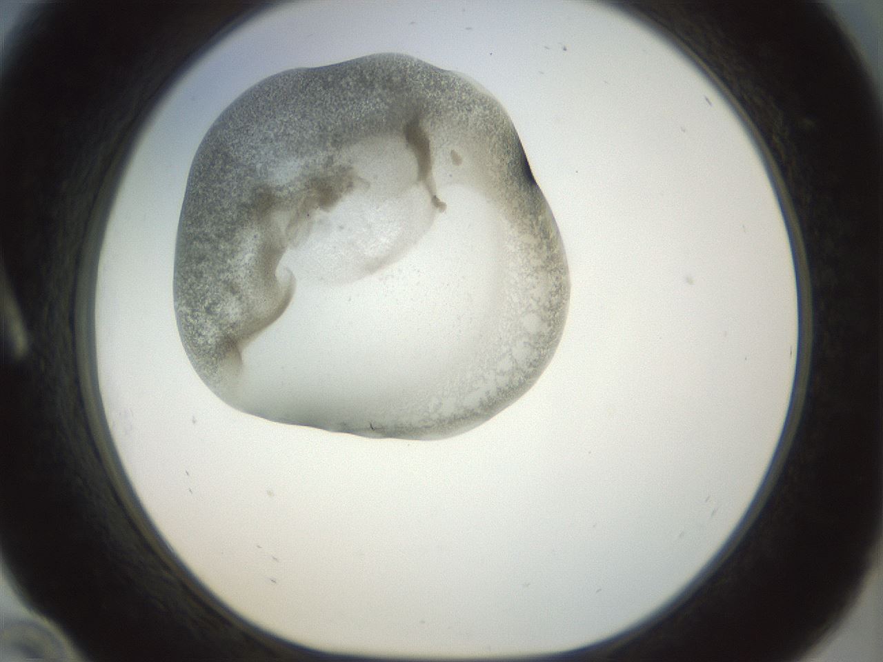 folderID22_plateID1022_batchID1895_wellNum10_profileID1_d1_r43565_ef.jpg