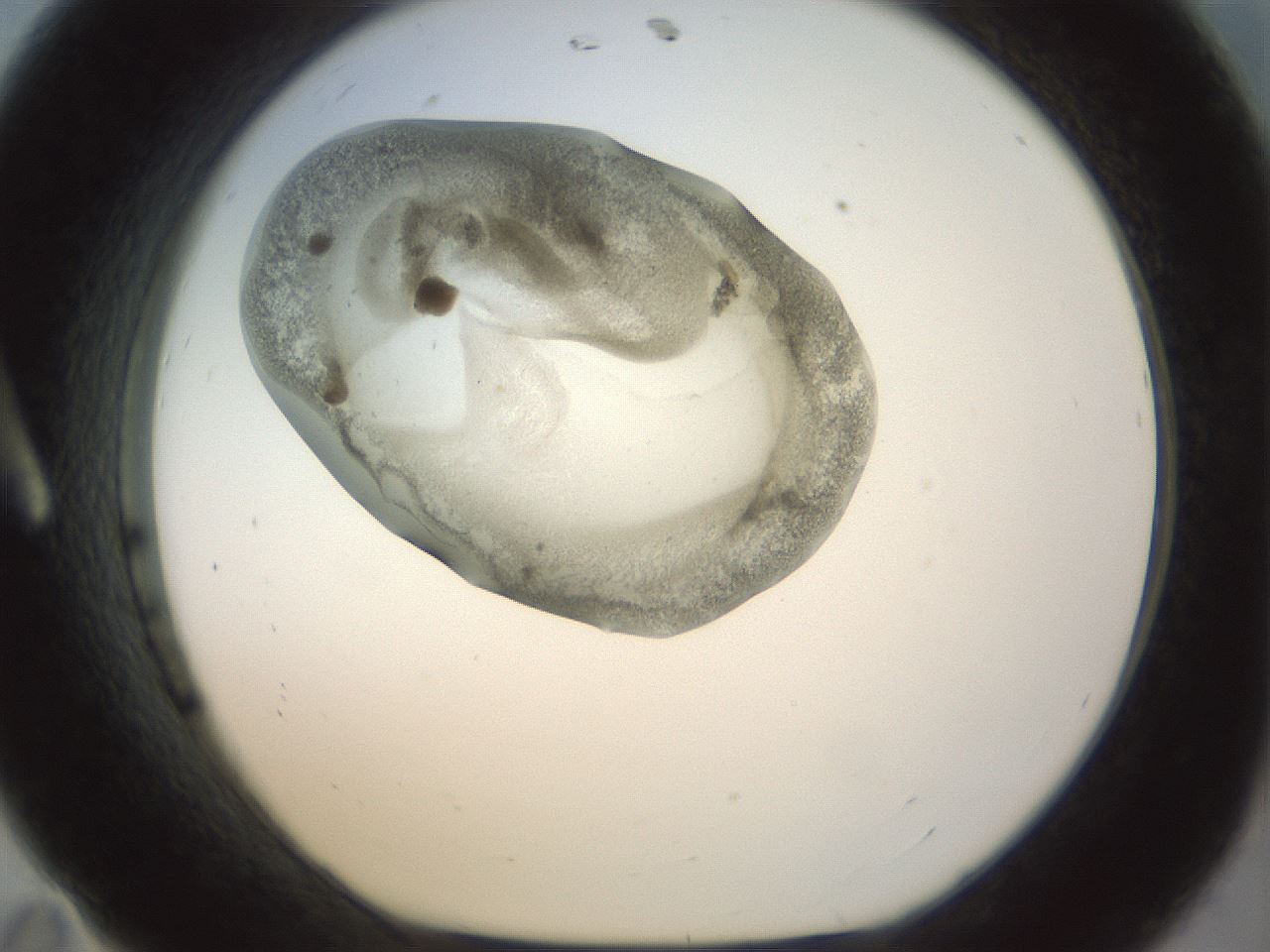 folderID22_plateID1022_batchID1895_wellNum11_profileID1_d1_r43566_ef.jpg