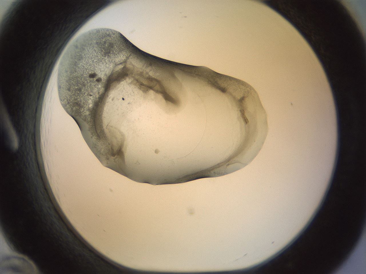 folderID22_plateID1022_batchID1895_wellNum12_profileID1_d1_r43567_ef.jpg