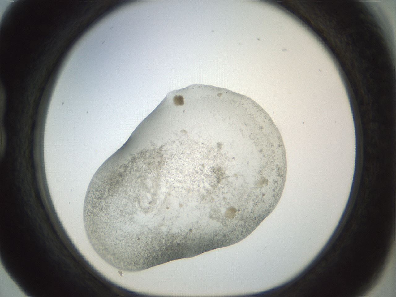 folderID22_plateID1022_batchID1895_wellNum17_profileID1_d1_r43572_ef.jpg