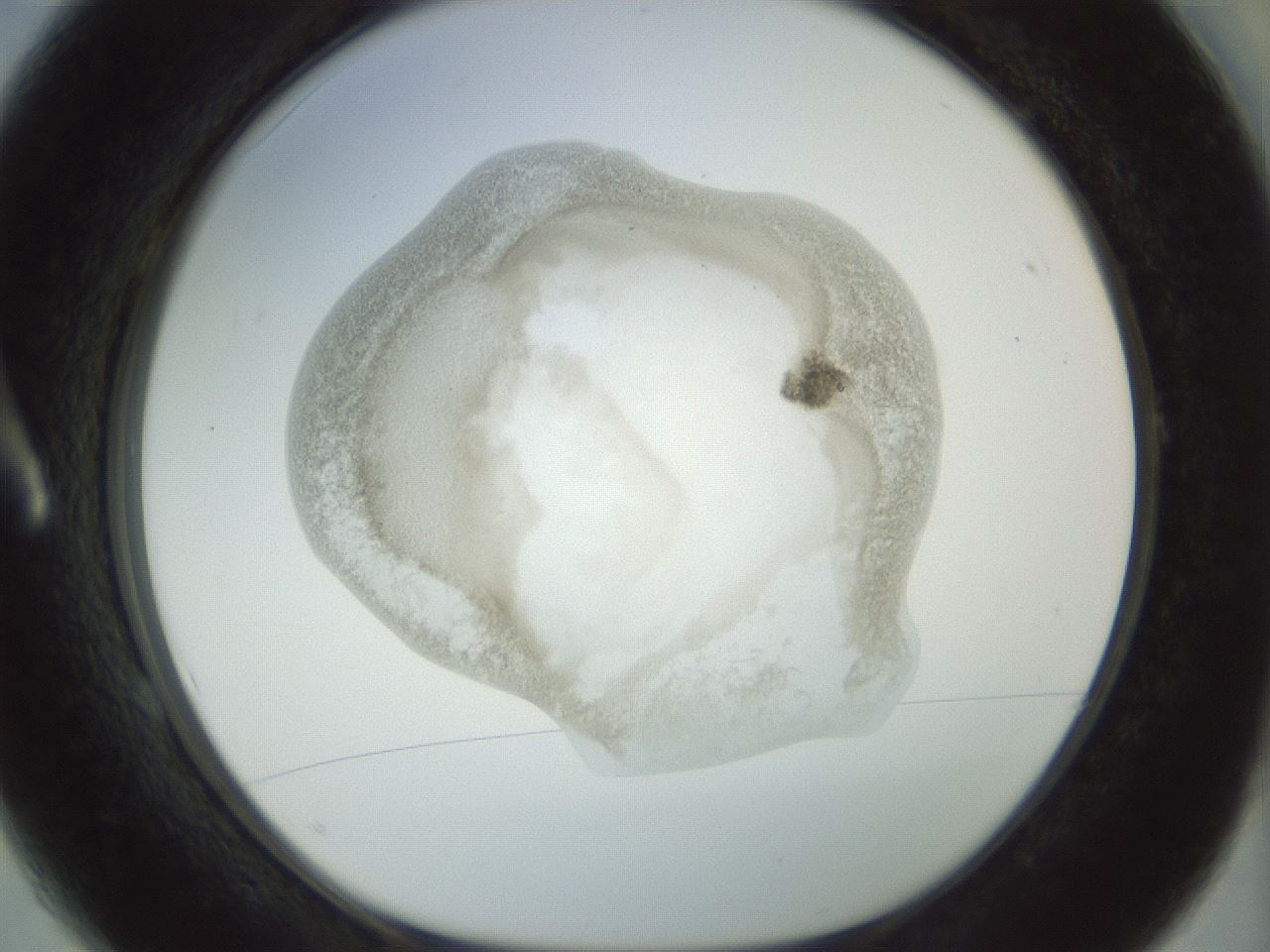 folderID22_plateID1022_batchID1895_wellNum1_profileID1_d1_r43556_ef.jpg