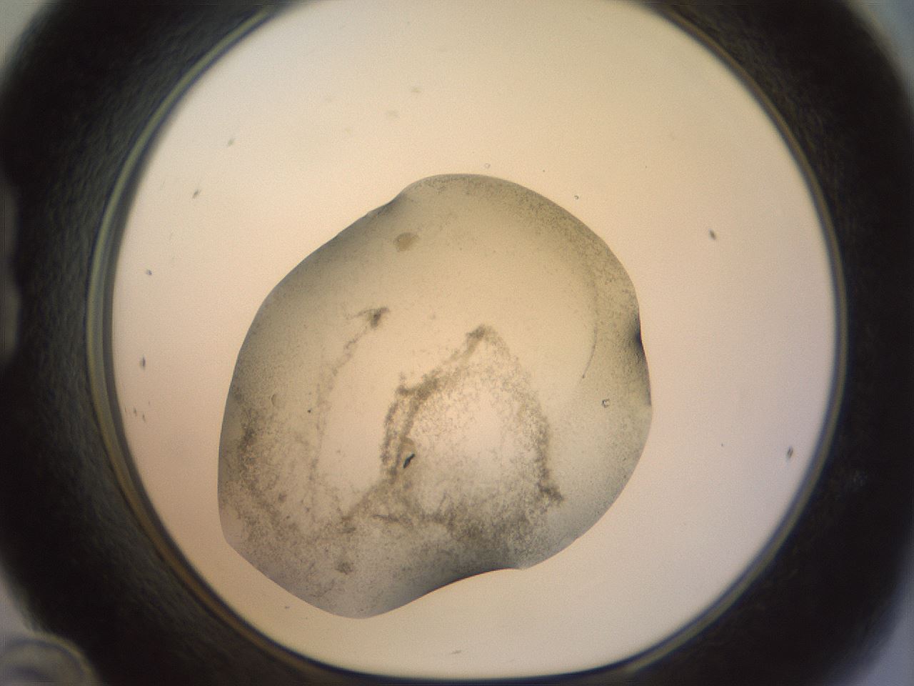 folderID22_plateID1022_batchID1895_wellNum24_profileID1_d1_r43579_ef.jpg