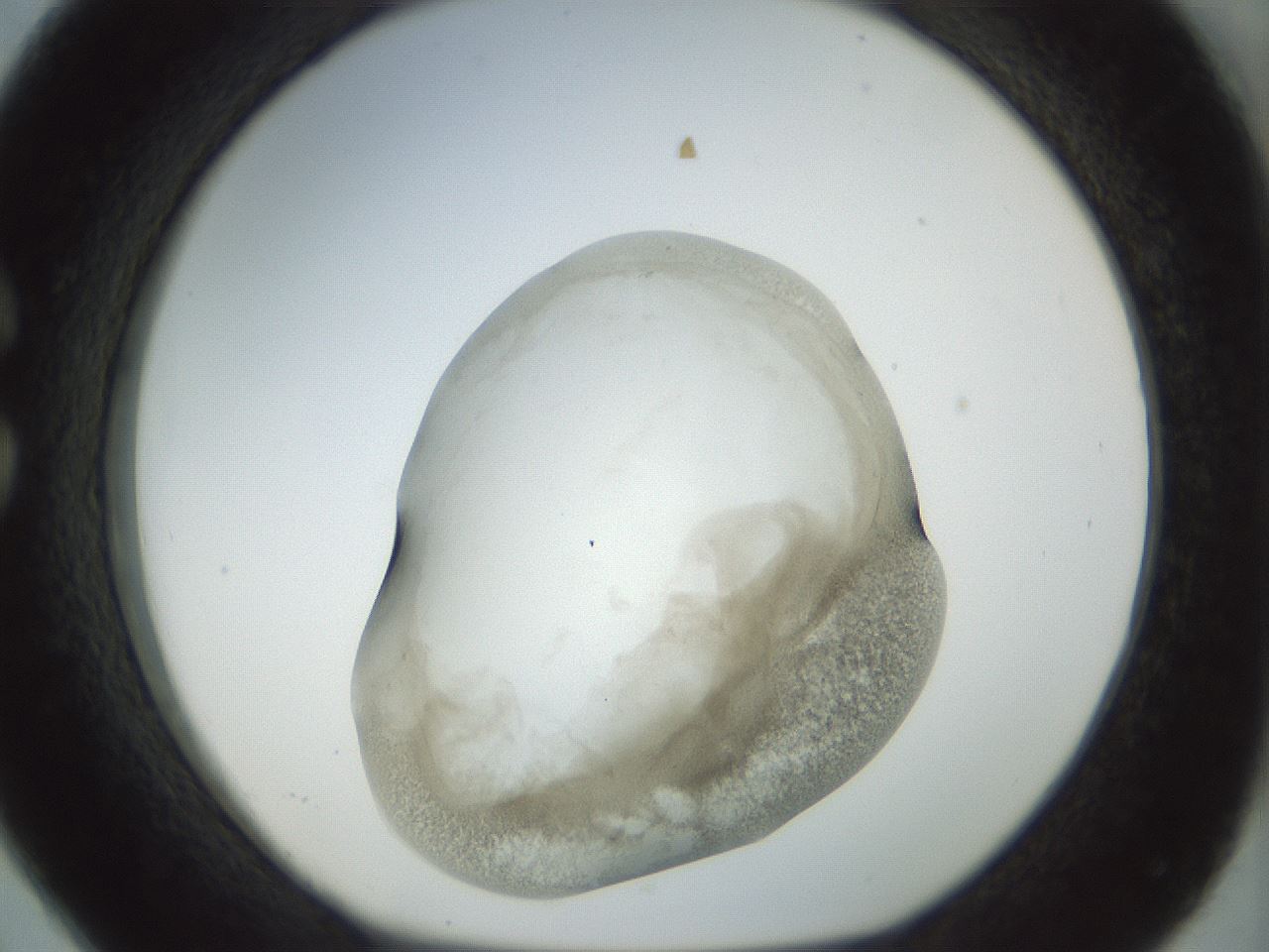 folderID22_plateID1022_batchID1895_wellNum26_profileID1_d1_r43581_ef.jpg