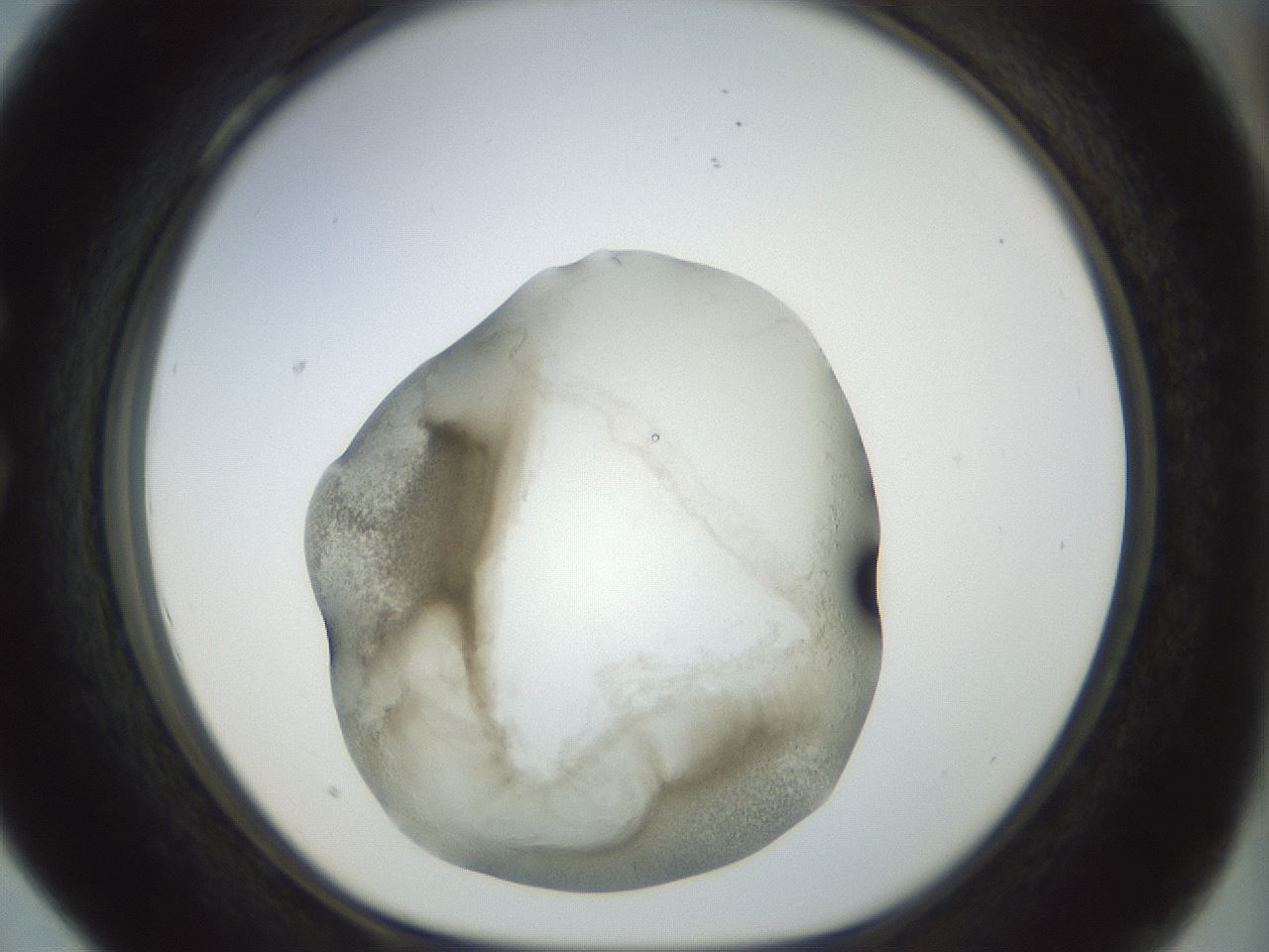 folderID22_plateID1022_batchID1895_wellNum28_profileID1_d1_r43583_ef.jpg