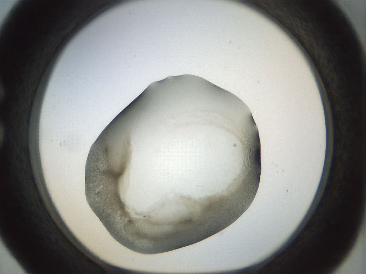 folderID22_plateID1022_batchID1895_wellNum29_profileID1_d1_r43584_ef.jpg