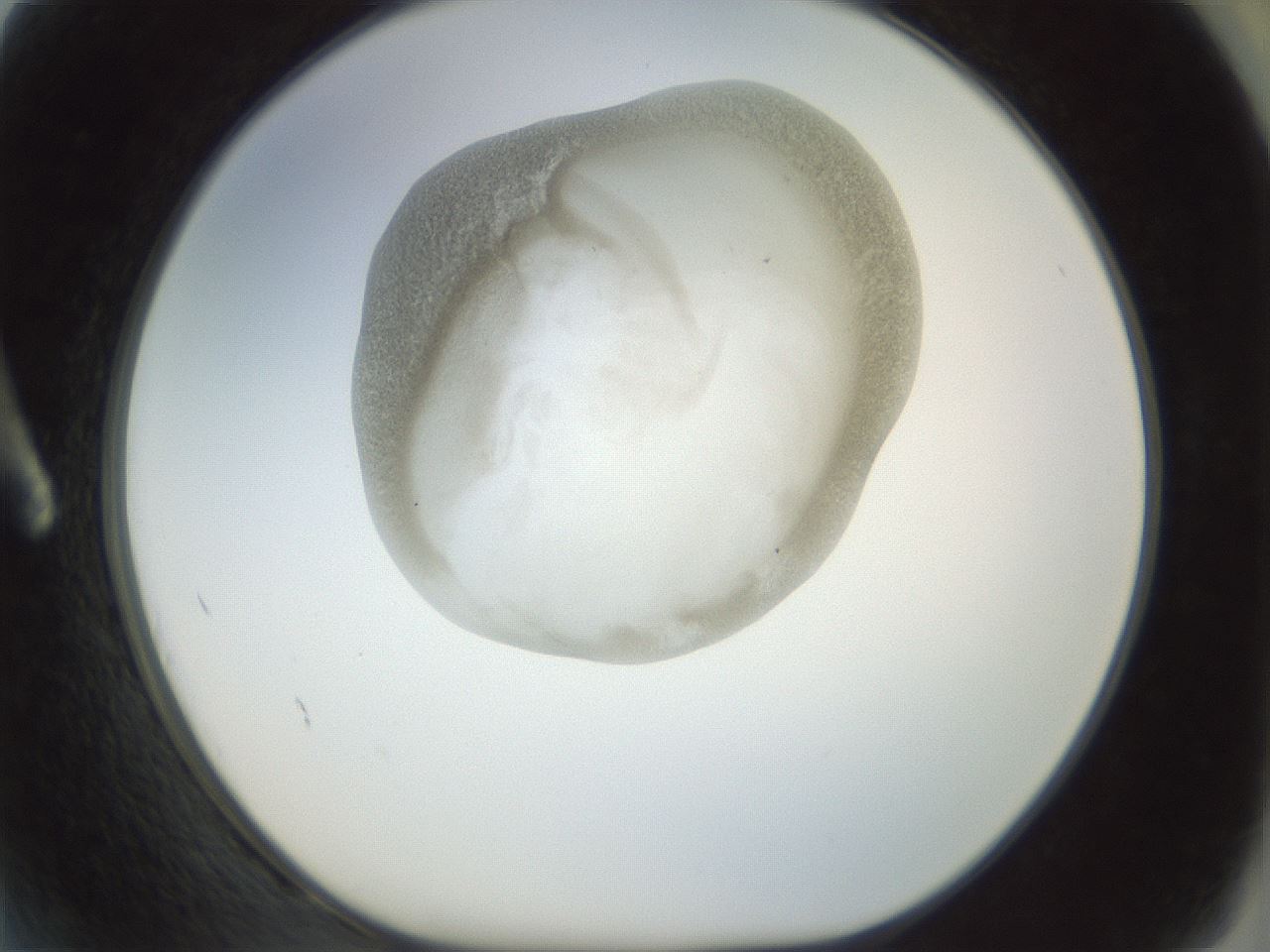 folderID22_plateID1022_batchID1895_wellNum2_profileID1_d1_r43557_ef.jpg