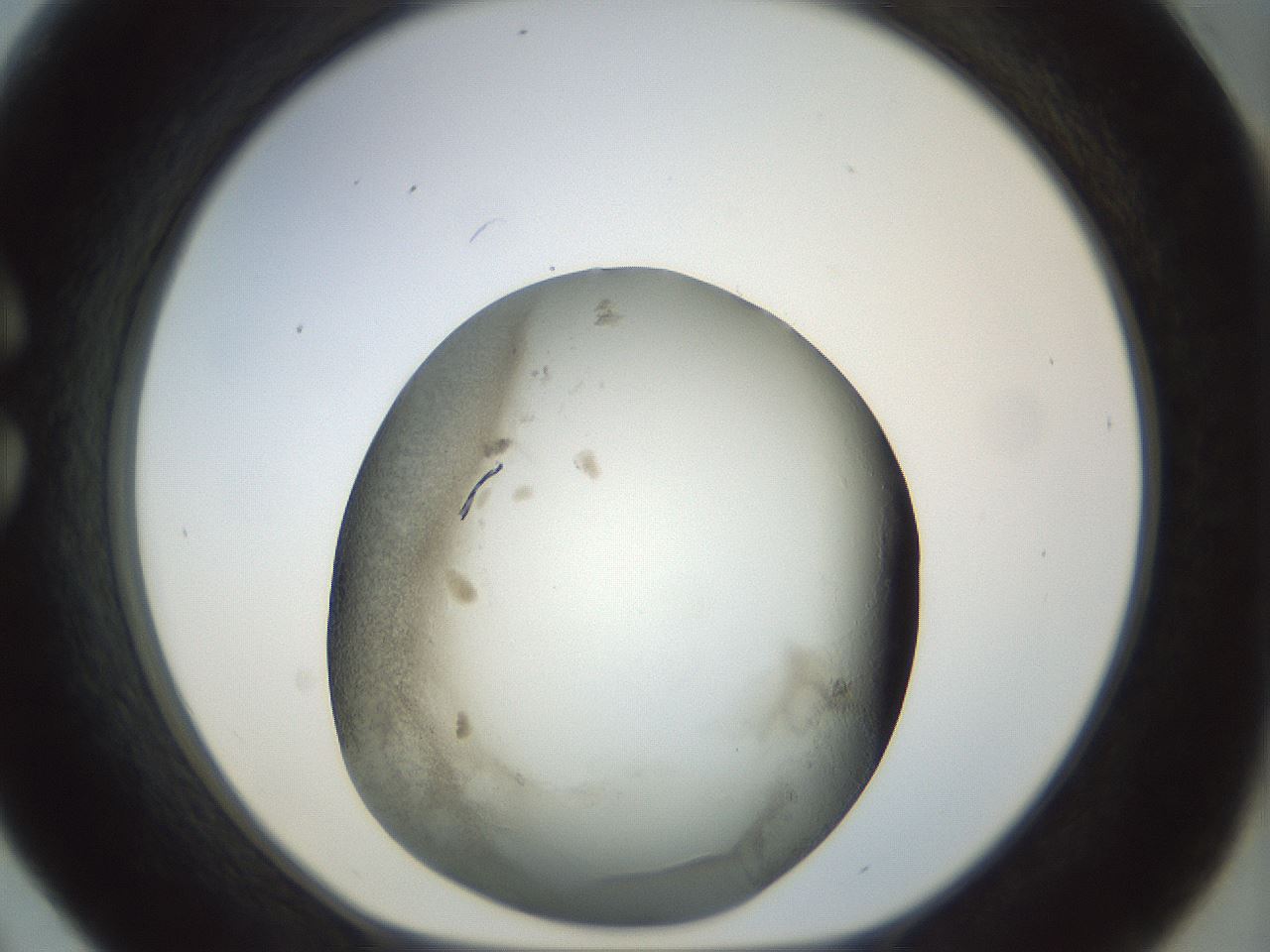 folderID22_plateID1022_batchID1895_wellNum30_profileID1_d1_r43585_ef.jpg