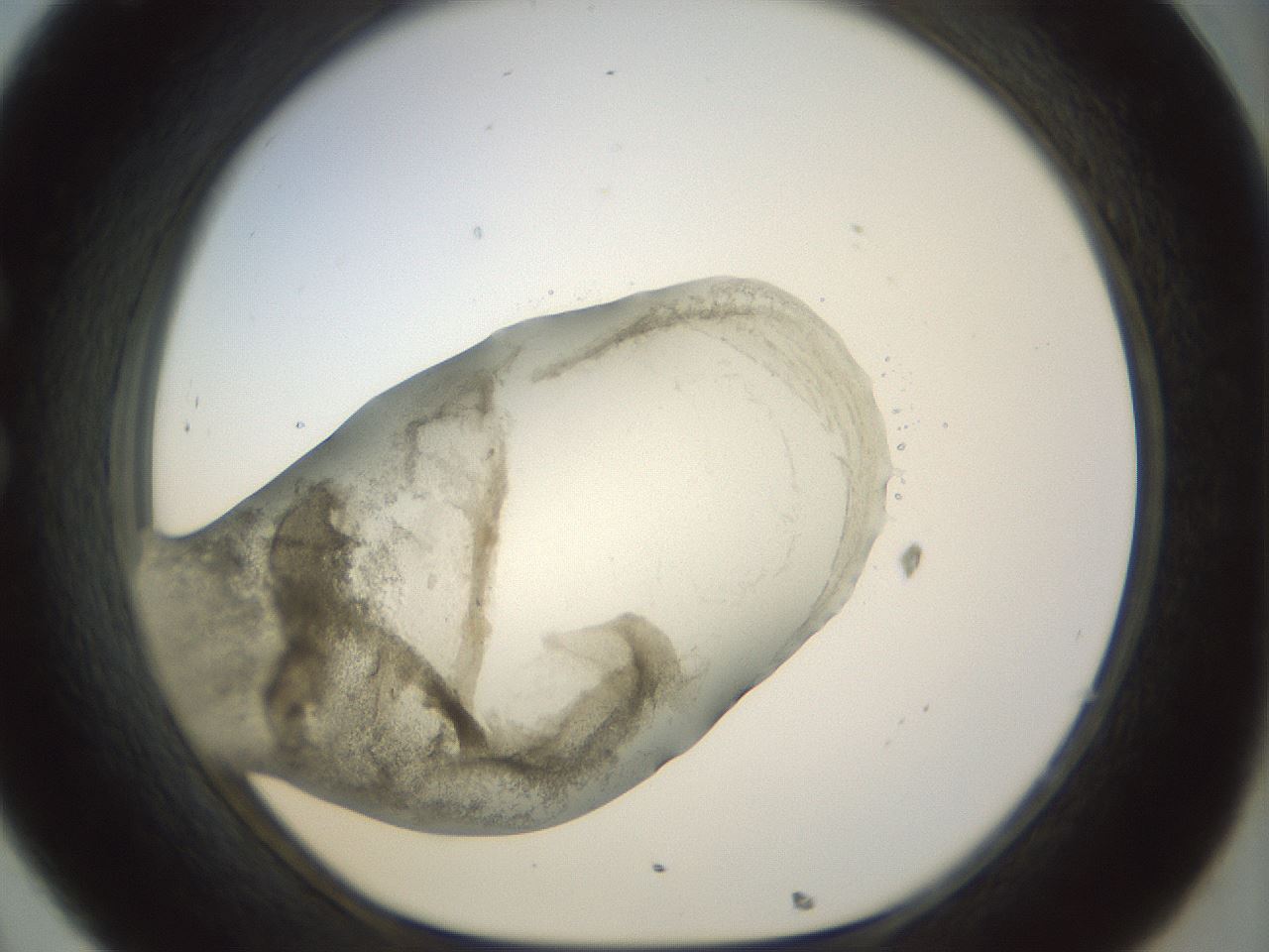 folderID22_plateID1022_batchID1895_wellNum32_profileID1_d1_r43587_ef.jpg